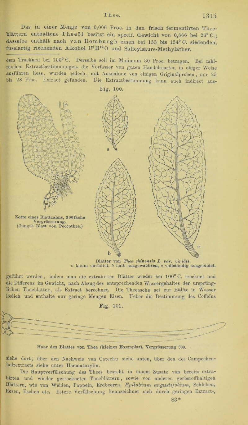 Das in einer Menge von 0,006 Proc. in den frisch fermentirten Thee- tlättern enthaltene Theeöl besitzt ein specif. Gewicht von 0,866 bei 26° C.; dasselbe enthält nach van Komburgh einen bei 153 bis 154° C. siedenden, fuselartig riechenden Alkohol CBHl20 und Salicylsäure-Methyläther. dem Trocknen bei 100 C. Derselbe soll im Minimum 30 Proc. betragen. Bei zahl- reichen Extractbestimmungen, die Verfasser von guten Handelssorten in obiger Weise ausführen liess, wurden jedoch, mit Ausnahme von einigen Originalproben, nur 25 bis 28 Proc. Extract gefunden. Die Extractbestimmung kann auch indirect aus- Fig. 100. Blätter von Thea ehinensis L. var. viridis, a kaum entfaltet, & halb ausgewachsen, c vollständig ausgebildet. geführt werden, indem man die extrahirten Blätter wieder bei 100° C. trocknet und die Differenz im Gewicht, nach Abzug des entsprechenden Wassergehaltes der ursprüng- lichen Theeblätter, als Extract berechnet. Die Theeasche sei zur Hälfte in Wasser löslich und enthalte nur geringe Mengen Eisen. Ueber die Bestimmung des Coffeins Fig. 101. Haar des Blattes von Thea (kleines Exemplar), Vergrösserung 300. . siehe dort; über den Nachweis von Catechu siehe unten, über den des Campechen- holzextracts siehe unter Haematoxylin. Die Hauptverfälschung des Thees besteht in einem Zusatz von bereits extra- hirten und wieder getrockneten Theeblättern, sowie von anderen gerbstoffhaltigen Blättern, wie von Weiden, Pappeln, Erdbeeren, Epilobium angustifolium, Schlehen, Rosen, Eschen etc. Estere Verfälschung kennzeichnet sich durch geringen Extract-, 83*