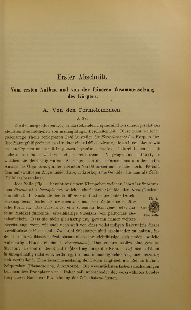 Erster Abschnitt. Vom ersten Aufbau und von der feineren Zusammensetzung des Körpers. A. Von den Formelementen. §. 22. Die den ausgebildeten Körper darstellenden Organe sind zusammengesetzt aus kleinsten Bestandtkeilen von mannigfaltiger Besclialfenlieit. Diese nicht weiter in gleichartige Theile zerlegbaren Gebilde stellen die Formelemente des Körpers dar. Ihre Mannigfaltigkeit ist das Product einer Differenzirung, die an ihnen ebenso wie an den Organen und somit im ganzen Organismus waltet. Dadurch haben sie sich mehr oder minder weit von einem gemeinsamen Ausgangspunkt entfernt, in welchem sie gleichartig waren. So zeigen sich diese Formelemente in der ersten Anlage des Organismus, unter gewissen Verhältnissen auch später noch. Es sind dem unbewaffneten Auge unsichtbare, mikroskopische Gebilde, die man als Zellen (Cellulae) bezeichnet. Jede Zelle (Fig. 1) besteht aus einem Klümpchen weicher, lebender Substanz, dem Plasma oder Protoplasma, welches ein festeres Gebilde, den Kern (Nucleus) einschließt. Im Zustande der Indifferenz und bei mangelnder Druck- wirkung benachbarter Formelemente kommt der Zelle eine sphäri- sche Form zu. Das Plasma ist eine scheinbar homogene, oder nur feine Molekel führende, eiweißhaltige Substanz von pellucider Be- schaffenheit. Dass sie nicht gleichartig ist, gewann immer weitere Begründung, wenn wir auch noch weit von einer vollständigen Erkenntnis dieser Verhältnisse entfernt sind. Zweierlei Substanzen sind auseinander zu halten, in- dem in dem zähflüssigen Protoplasma noch eine leichtflüssige sich findet, welche wabenartige Räume einnimmt (Paraplasma.) Das erstere besitzt eine gewisse Structur. Es sind in der Regel in 'der Umgebung des Kernes beginnende Fäden in unregelmäßig radiärer Anordnung, terminal in mannigfacher Art, auch netzartig sich vertheilend. Eine Zusammensetzung der Fäden zeigt sich aus Reihen kleiner Körperchen (Plasmosomen, J. Arnold). Die wesentlichsten Lebenserscheinungen kommen dem Protoplasma zu. Daher soll unbeschadet der vorerwähnten Sonde- rung dieser Name zur Bezeichnung der Zellsubstanz dienen. Fig. 1. Eine Zelle.