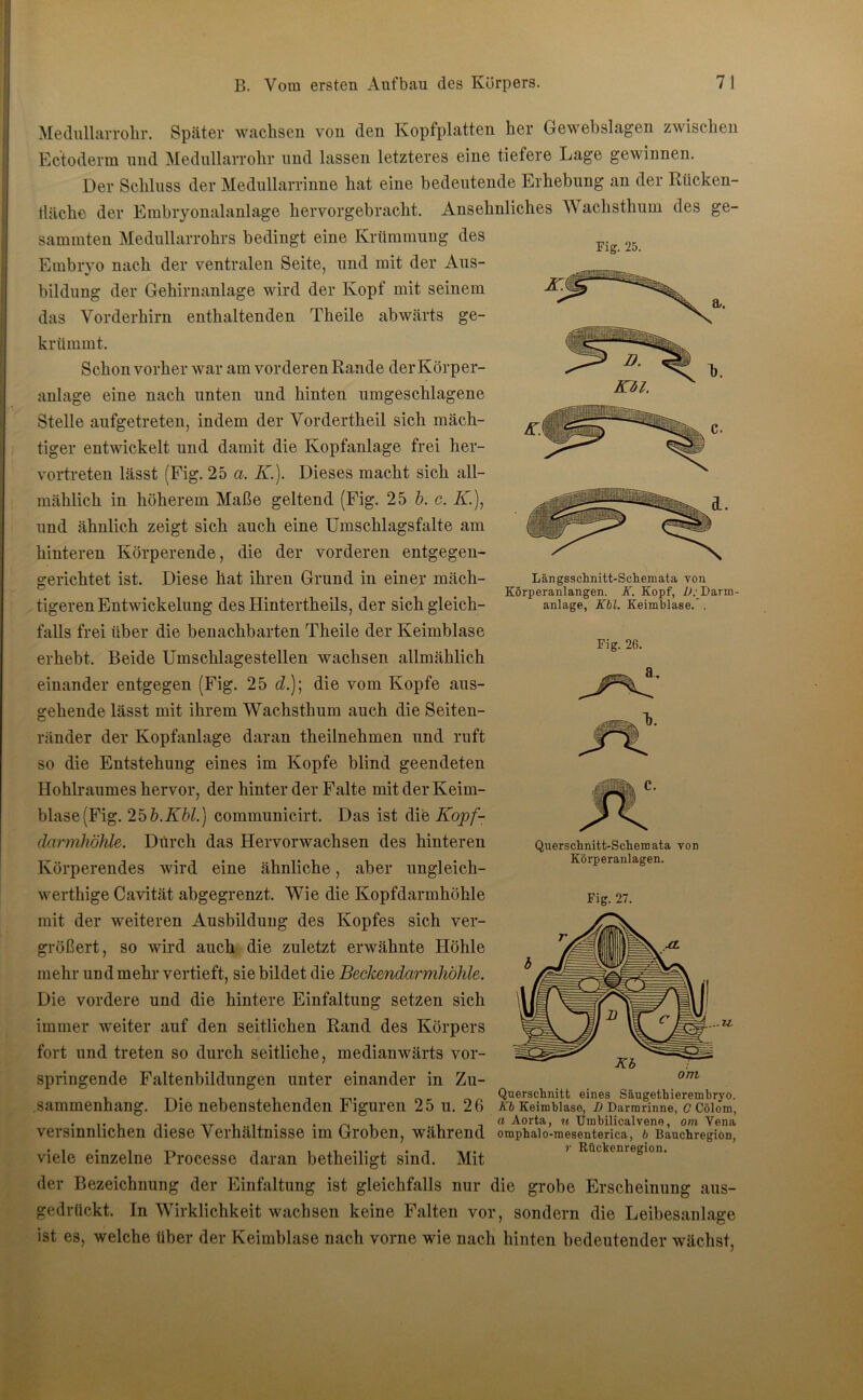Fig. 25. Medullarrohr. Später wachsen von den Kopfplatten her Gewebslagen zwischen Ectoderm und Medullarrohr und lassen letzteres eine tiefere Lage gewinnen. Der Schluss der Medullarrinne hat eine bedeutende Erhebung an der Rücken- tläche der Embryonalanlage hervorgebracht. Ansehnliches Wachsthum des ge- summten Medullarrohrs bedingt eine Krümmung des Embryo nach der ventralen Seite, und mit der Aus- bildung der Gehirnanlage wird der Kopf mit seinem das Vorderhirn enthaltenden Theile abwärts ge- krümmt. Schon vorher war am vorderen Rande der Körper- anlage eine nach unten und hinten umgeschlagene Stelle aufgetreten, indem der Vordertheil sich mäch- tiger entwickelt und damit die Kopfanlage frei her- vortreten lässt (Fig. 25 ci. IC.). Dieses macht sich all- mählich in höherem Maße geltend (Fig. 25 b. c. IC), und ähnlich zeigt sich auch eine Umschlagsfalte am hinteren Körperende, die der vorderen entgegen- gerichtet ist. Diese hat ihren Grund in einer mäch- tigeren Entwickelung des Hintertheils, der sich gleich- falls frei über die benachbarten Theile der Keimblase erhebt. Beide Umschlagestellen wachsen allmählich einander entgegen (Fig. 25 d.)\ die vom Kopfe aus- gehende lässt mit ihrem Wachsthum auch die Seiten- ränder der Kopfanlage daran theilnehmen und ruft so die Entstehung eines im Kopfe blind geendeten Hohlraumes hervor, der hinter der Falte mit der Keim- blase (Fig. 25 b.Kbl.) communicirt. Das ist die Kopf- clarmhöhle. Durch das Hervorwachsen des hinteren Körperendes wird eine ähnliche, aber ungleich- werthige Cavität abgegrenzt. Wie die Kopfdarmhöhle mit der weiteren Ausbildung des Kopfes sich ver- größert, so wird auch die zuletzt erwähnte Höhle mehr und mehr vertieft, sie bildet die Beckendarmhöhle. Längsschnitt-Schemata von Körperanlangen. K. Kopf, 2>.' Darm- anlage, Kbl. Keimblase.. Fig. 26. Querschnitt-Schemata von Körperanlagen. Fig. 27. ... w. om Die vordere und die hintere Einfaltung setzen sich immer weiter auf den seitlichen Rand des Körpers fort und treten so durch seitliche, medianwärts vor- springende Faltenbildungen unter einander in Zu- sammenhang. Die nebenstehenden Figuren 25 u. 26 versinnlichen diese Verhältnisse im Groben, während viele einzelne Processe daran betheiligt sind. Mit der Bezeichnung der Einfaltung ist gleichfalls nur die grobe Erscheinung aus- gedrückt. In Wirklichkeit wachsen keine Falten vor, sondern die Leibesanlage ist es, welche über der Keimblase nach vorne wie nach hinten bedeutender wächst, Querschnitt eines Säugethierembryo. Kb Keimblase, D Darmrinne, C Cölom, a Aorta, n Umbilicalvene, om Vena omphalo-mesenterica, b Bauchregion, r Rüchenregion.