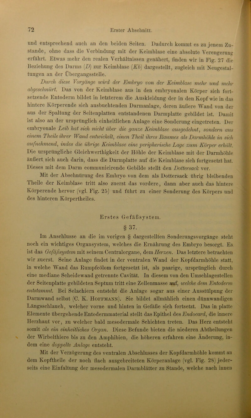 imtl entsprechend auch an den beiden Seiten. Dadurch kommt es zu jenem Zu- stande, ohne dass die Verbindung mit der Keimblase eine absolute Verengerung erfährt. Etwas mehr den realen Verhältnissen genähert, finden wir in Fig. 27 die Beziehung des Darms (D) zur Keimblase (ICb) dargestellt, zugleich mit Neugestal- tungen an der Übergangsstelle. Durch diese Vorgänge wird der Embryo von der Keimblase mehr und mehr abgeschnürt. Das von der Keimblase aus in den embryonalen Körper sich fort- setzende Entoderm bildet in letzterem die Auskleidung der in den Kopf wie in das hintere Körperende sich ausbuchtenden Darmanlage, deren äußere Wand von der aus der Spaltung der Seitenplatten entstandenen Darmplatte gebildet ist. Damit ist also an der ursprünglich einheitlichen Anlage eine Sonderung eingetreten. Der embryonale Leib hat sich nicht über die ganze Keimblase ausgedehnt, sondern aus einem Theile ihrer Wand entwickelt, einen Theil ihres Baumes als Darmhöhle in sich aufnehmend, indes die übrige Keimblase eine peripherische Lage zum Körper erhält. Die ursprüngliche Gleichwertigkeit der Höhle der Keimblase mit der Darmhöhle äußert sich auch darin, dass die Darmplatte auf die Keimblase sich fortgesetzt hat. Dieses mit dem Darm communicirende Gebilde stellt den Dottersack vor. Mit der Abschnürung des Embryo von dem als Dottersack übrig bleibenden Theile der Keimblase tritt also zuerst das vordere, dann aber auch das hintere Körperende hervor (vgl. Fig. 25) und führt zu einer Sonderung des Körpers und des hinteren Körpertheiles. Erstes Gefäßsystem. § 37. Im Anschlüsse an die im vorigen § dargestellten Sonderungsvorgänge steht noch ein wichtiges Organsystem, welches die Ernährung des Embryo besorgt. Es. ist das Gefäßsystem mit seinem Centralorgane, dem Herzen. Das letztere betrachten wir zuerst. Seine Anlage findet in der ventralen Wand der Kopfdarmhöhle statt, in welche Wand das Rumpfcölom fortgesetzt ist, als paarige, ursprünglich durch eine mediane Scheidewand getrennte Cavität. In diesem von den Umschlagestellen der Seitenplatte gebildeten Septum tritt eine Zellenmasse auf, welche dem Entoderm entstammt. Bei Selachiern entsteht die Anlage sogar aus einer Ausstülpung der Darmwand selbst (C. K. Hoffmann). Sie bildet allmählich einen dünnwandigen Längsschlauch, welcher vorne und hinten in Gefäße sich fortsetzt. Das in platte Elemente übergehende Entodermmaterial stellt das Epithel des Endocard, die innere I-Ierzhaut vor, zu welcher bald mesodermale Schichten treten. Das Herz entsteht somit als ein einheitliches Organ. Diese Befunde bieten die niederen Abtheilungen der Wirbelthiere bis zu den Amphibien, die höheren erfahren eine Änderung, in- dem eine doppelte Anlage entsteht. Mit der Verzögerung des ventralen Abschlusses der Kopfdarmhöhle kommt an dem Kopftheile der noch dach ausgebreiteten Körperanlage (vgl. Fig. 28) jeder- seits eine Einfaltung der niesodermalen Darmblätter zu Stande, welche nach innen