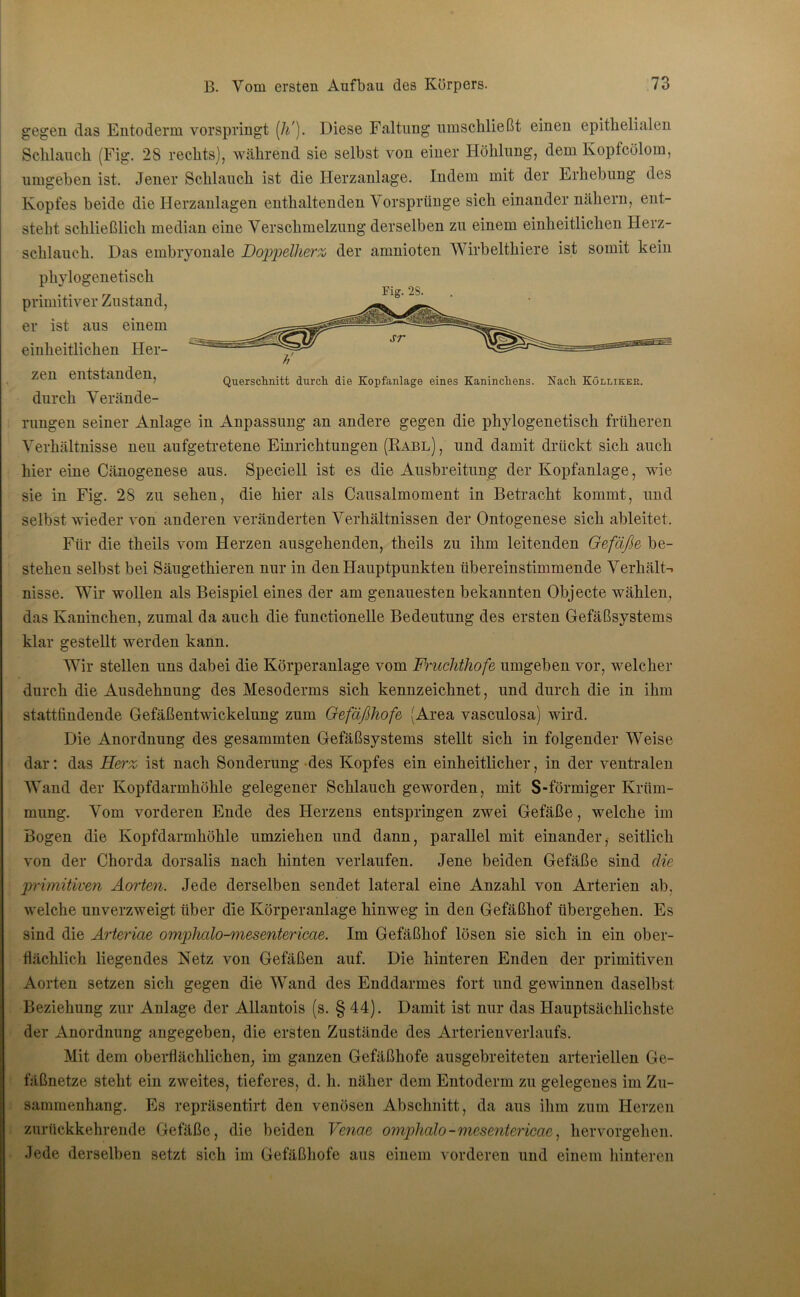 gegen das Entoderm vorspringt [h'). Diese Faltung umschließt einen epithelialen Schlauch (Fig. 28 rechts), während sie selbst von einer Höhlung, dem Kopfcölom, umgeben ist. Jener Schlauch ist die Herzanlage. Indem mit der Erhebung des Kopfes beide die Herzanlagen enthaltenden Vorsprünge sich einander nähern, ent- steht schließlich median eine Verschmelzung derselben zu einem einheitlichen Herz- Querschnitt durch die Kopfanlage eines Kaninchens. Nach Köllikek. schlauch. Das embryonale Doppelherz der amnioten Wirbelthiere ist somit kein phylogenetisch ... Fig. 2S. primitiver Zustand, er ist aus einem einheitlichen Her- zen entstanden, durch Verände- rungen seiner Anlage in Anpassung an andere gegen die phylogenetisch früheren Verhältnisse neu aufgetretene Einrichtungen (Rabl), und damit drückt sich auch hier eine Cänogenese aus. Speciell ist es die Ausbreitung der Kopfanlage, wie sie in Fig. 28 zu sehen, die hier als Causalmoment in Betracht kommt, und selbst wieder von anderen veränderten Verhältnissen der Ontogenese sich ableitet. Für die theils vom Herzen ausgehenden, theils zu ihm leitenden Gefäße be- stehen selbst bei Säugethieren nur in den Hauptpunkten übereinstimmende Verhält-, nisse. Wir wollen als Beispiel eines der am genauesten bekannten Objecte wählen, das Kaninchen, zumal da auch die functioneile Bedeutung des ersten Gefäßsystems klar gestellt werden kann. Wir stellen uns dabei die Körperanlage vom Fruchthofe umgeben vor, welcher durch die Ausdehnung des Mesoderms sich kennzeichnet, und durch die in ihm stattfindende Gefäßentwickelung zum Gefäßhofe (Area vasculosa) wird. Die Anordnung des gesammten Gefäßsystems stellt sich in folgender Weise dar: das Herz ist nach Sonderung des Kopfes ein einheitlicher, in der ventralen Wand der Kopfdarmhöhle gelegener Schlauch geworden, mit S-förmiger Krüm- mung. Vom vorderen Ende des Herzens entspringen zwei Gefäße, welche im Bogen die Kopfdarmhöhle umziehen und dann, parallel mit einander, seitlich von der Chorda dorsalis nach hinten verlaufen. Jene beiden Gefäße sind die primitiven Aorten. Jede derselben sendet lateral eine Anzahl von Arterien ab. welche unverzweigt über die Körperanlage hinweg in den Gefäßhof übergehen. Es sind die Arteriae omplicdo-mesentericae. Im Gefäßhof lösen sie sich in ein ober- flächlich liegendes Netz von Gefäßen auf. Die hinteren Enden der primitiven Aorten setzen sich gegen die Wand des Enddarmes fort und gewinnen daselbst Beziehung zur Anlage der Allantois (s. § 44). Damit ist nur das Hauptsächlichste der Anordnung angegeben, die ersten Zustände des Arterienverlaufs. Mit dem oberflächlichen, im ganzen Gefäßhofe ausgebreiteten arteriellen Ge- fäßnetze steht ein zweites, tieferes, d. h. näher dem Entoderm zu gelegenes im Zu- sammenhang. Es repräsentirt den venösen Abschnitt, da aus ihm zum Herzen zurückkehrende Gefäße, die beiden Venae omphalo-mesentericae, hervorgehen. Jede derselben setzt sich im Gefäßhofe aus einem vorderen und einem hinteren