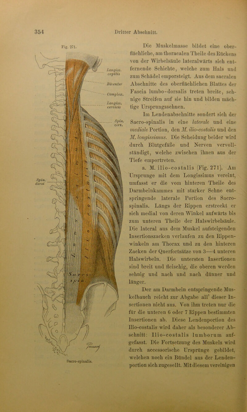 Fig. 271. Longiss. capitis Biventer Complex, Longiss. cervicis Spin. cerv. Die Muskelmasse bildet eine ober- flächliche, am tlioracalen Theile des Rückens von der Wirbelsäule lateralwärts sieh ent- fernende Schichte, welche zum Hals und zum Schädel emporsteigt. Aus dem sacralen Abschnitte des oberflächlichen Blattes der Fascia lumbo-dorsalis treten breite, seh- nige Streifen auf sie hin und bilden mäch- tige Ursprungssehnen. Im Lendenabschnitte sondert sich der Sacro-spinalis in eine laterale und eine mediale Portion, den M. ilio-costalis und den M. longissimus. Die Scheidung beider wird durch Bliitgefäße und Nerven vervoll- ständigt, welche zwischen ihnen aus der Tiefe emportreten. a. M. ilio-costalis (Fig. 271). Am Ursprünge mit dem Longissimus vereint, umfasst er die vom hinteren Theile des Darmbeiukammes mit starker Sehne ent- springende laterale Portion des Sacro- spinalis. Längs der Rippen erstreckt er sich medial von deren Winkel aufwärts bis zum unteren Theile der Halswirbelsäule. Die lateral aus dem Muskel aufsteigenden Insertionszacken verlaufen zu den Rippen- winkeln am Thorax und zu den hinteren Zacken der Querfortsätze von 3—4 unteren Halswirbeln. Die untersten Insertionen siud breit und fleischig, die oberen werden sehnig und nach und nach dünner und länger. Der am Darmbein entspringende Mus- kelbauch reicht zur Abgabe all’ dieser In- sertionen nicht aus. Yon ihm treten nur die für die uutereu 6 oder 7 Rippen bestimmten Insertionen ab. Diese Lendenportion des Ilio-costalis wird daher als besonderer Ab- schnitt: Ilio-costalis lumborum auf- gefasst. Die Fortsetzung des Muskels wird durch accessorische Ursprünge gebildet, welchen noch ein Bündel aus der Lenden- portion sich zugesellt. Mit diesem vereinigen