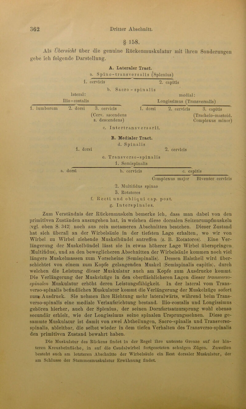 § ^58. Als Übersicht über die genuine Rückenmuskulatiir mit ihren Sonderungen gebe ich folgende Darstellung. A. Lateraler Tract. a. Spino-transversalis (Splenius) 1. cervicis 2. capitis b. Sacro - spinalis lateral: inedial: Ilio-costalis Longissimus (Transversalis) 1. lumborum 2. dorsi 3. cervicis 1. dorsi 2. cervicis 3. capitis (Cerv. ascendens (Trachelo-mastoid. s. descendens) Complexus minor) c. Intertransversarii. B. Medialer Tract. d. Spinalis 1. dorsi 2. cervicis e. Transverso-spinalis 1. Semispinalis ^mmhhKm^^m,mm______- a. dorsi b. cervicis c. capitis Complexus major Biventer cervicis 2. Multifidus spinae 3. Rotatores f. Recti und obliqui cap. post, g. Interspinales. Zum Verständnis der Rückenmuskeln bemerke ich, dass man dabei von den primitiven Zuständen auszugehen hat, in welchen diese dorsalen Seitenrumpfmuskeln (vgl. oben S. 342) noch aus rein metameren Abschnitten bestehen. Dieser Zustand hat sich überall an der Wirbelsäule in der tiefsten Lage erhalten, wo wir von Wirbel zu Wirbel ziehende Muskelbündel antreffen (z. B. Rotatores). Eine Ver- längerung der Muskelbündel lässt sie in etwas höherer Lage Wirbel überspringen (Multifidus), und an den beweglicheren Abschnitten der Wirbelsäule kommen noch viel längere Muskelmassen zum Vorscheine (Semispinalis). Dessen Halstheil wird über- schichtet von einem zum Kopfe gelangenden Muskel (Semispinalis capitis), durch welchen die Leistung dieser Muskulatur auch am Kopfe zum Ausdrucke kommt. Die Verlängerung der Muskelzüge in den oberflächlicheren Lagen dieser tramverso- spinalen Muskulatur erhöht deren Leistungsfähigkeit. In der lateral vom Trans- verso-spinalis befindlichen Muskulatur kommt die Verlängerung der Muskelzüge sofort zum Ausdruck. Sie nehmen ihre Richtung mehr lateralwärts, während beim Trans- verso-spinalis eine mediale Verlaufsrichtung bestand. Ilio-costalis und Longissimus gehören hierher, auch der Splenius, der seinen Dornfortsatzursprung wohl ebenso secundär erhielt, wie der Longissimus seine spinalen Ursprungssehnen. Diese ge- summte Muskulatur ist damit von zwei Abtheilungen, Sacro-spinalis und Transverso- spinalis, ableitbar, die selbst wieder in dem tiefen Verhalten des Transverso-spinalis den primitiven Zustand bewahrt haben. Die Muskulatur des Rückens findet in der Regel ihre unterste Grenze auf der hin- teren Kreuzbeinlläche, in auf die Caudalwirbel fortgesetzten sehnigen Zügen. Zuweilen besteht auch am letzteren Abschnitte der Wirbelsäule ein Rest dorsaler Muskulatur, der am Schlüsse der Stammesmuskulatur Erwähnung findet.