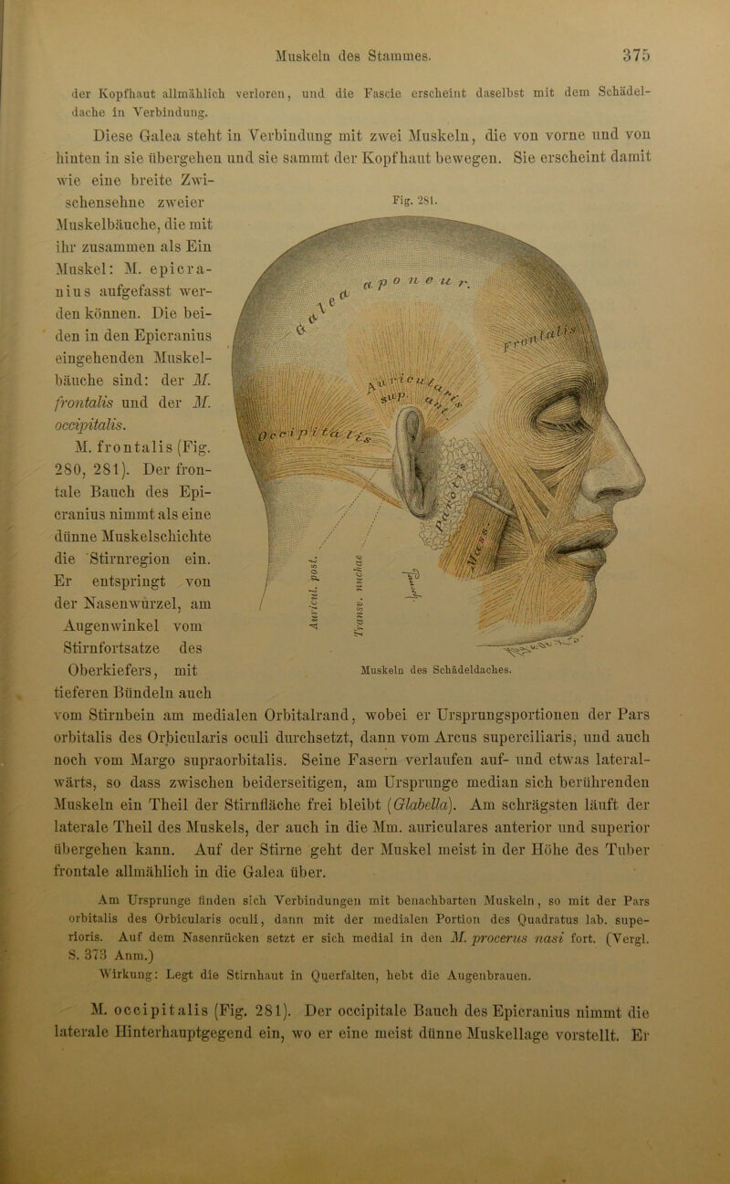 der Kopfhaut allmählich verloren, und die Fascie erscheint daselbst mit dem Schädel- dache in Verbindung. Diese Galea steht in Verbindung mit zwei Muskeln, die von vorne und von hinten in sie übergehen und sie samrnt der Kopfhaut bewegen. Sie erscheint damit Fig. 281. wie eine breite Zwi- schensehne zweier Muskelbäuche, die mit ihr zusammen als Ein Muskel: M. epicra- nius aufgefasst wer- den können. Die bei- den in den Epicranius eingehenden Muskel- bäuche sind: der M. frontalis und der M. occvpitalis. M. frontalis (Fig. 280,281). Der fron- tale Bauch des Epi- cranius nimmt als eine diinne Muskelschichte die 'Stirnregion ein. Er entspringt von der Nasenwurzel, am Augenwinkel vom Stirnfortsatze des Oberkiefers, mit tieferen Bündeln auch vom Stirnbein am medialen Orbitalrand, wobei er Ursprungsportionen der Pars orbitalis des Orbicularis oculi durchsetzt, dann vom Arcus superciliaris, und auch noch vom Margo supraorbitalis. Seine Fasern verlaufen auf- und etwas lateral- wärts, so dass zwischen beiderseitigen, am Ursprünge median sich berührenden Muskeln ein Theil der Stirnfläche frei bleibt (Glabella). Am schrägsten läuft der laterale Theil des Muskels, der auch in die Mm. auriculares anterior und superior Muskeln des Schädeldaches. übergehen kann. Auf der Stirne geht der Muskel meist in der Höhe des Tuber frontale allmählich in die Galea über. Am Ursprünge finden sieb Verbindungen mit benachbarten Muskeln , so mit der Pars orbitalis des Orbicularis oculi, dann mit der medialen Portion des Quadratus lab. supe- rioris. Auf dem Nasenrücken setzt er sich medial in den M. jwocerus nasi fort. (Vergl. S. 373 Anm.) Wirkung: Legt die Stirnhaut in Querfalten, hebt die Augenbrauen. M. occipitalis (Fig. 281). Der occipitale Bauch des Epicranius nimmt die laterale Hinterhauptgegend ein, wo er eine meist dünne Muskellage vorstellt. Er