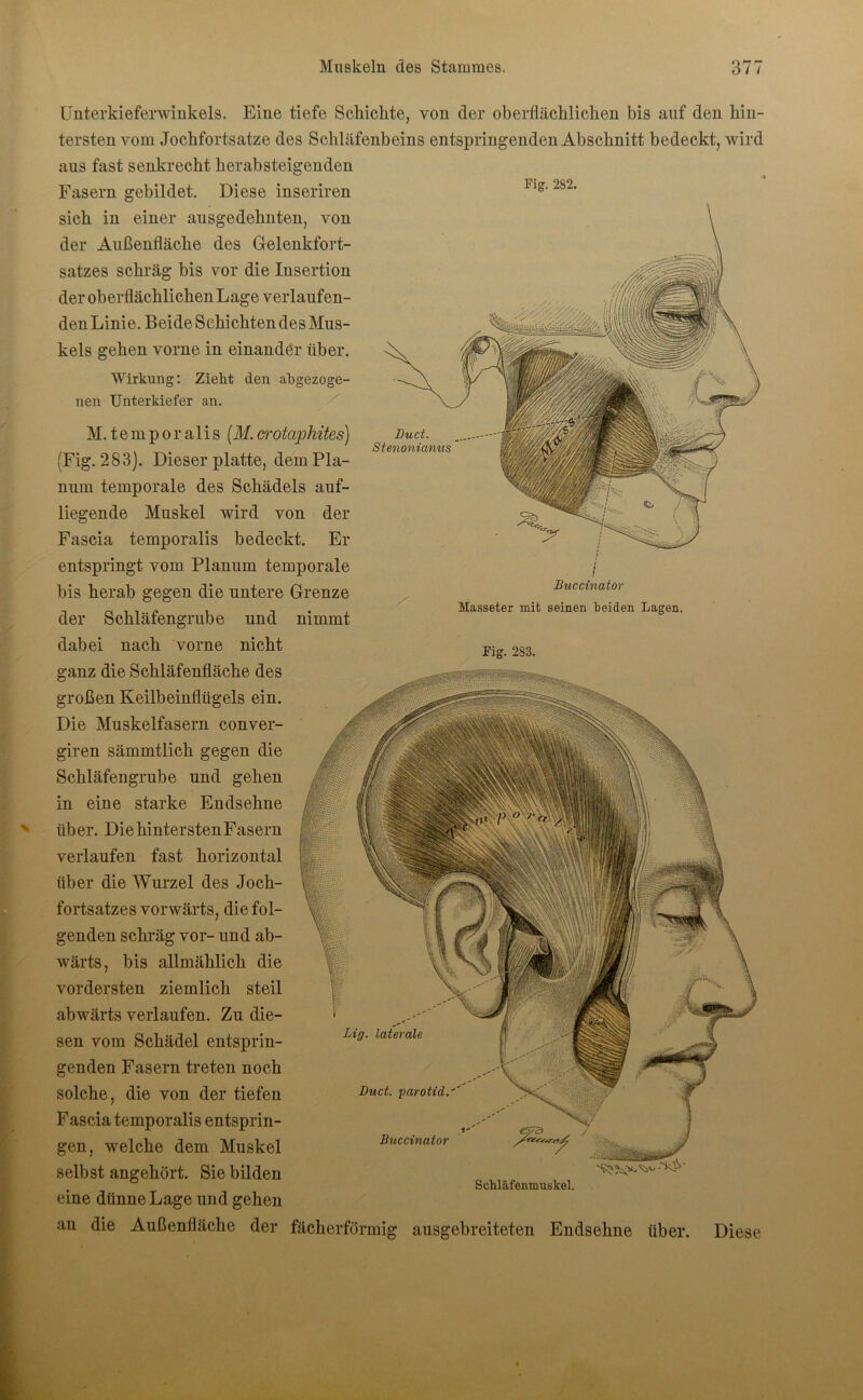 Fig. 282. ünterkieferwinkels. Eine tiefe Schichte, von der oberflächlichen bis auf den hin- tersten vom Jochfortsatze des Schläfenbeins entspringenden Abschnitt bedeckt, wird aus fast senkrecht herabsteigenden Fasern gebildet. Diese inseriren sich in einer ausgedehnten, von der Außenfläche des Gelenkfort- satzes schräg bis vor die Insertion der oberflächlichen Lage verlaufen- den Linie. Beide Schichten des Mus- kels gehen vorne in einander über. Wirkung: Zieht den abgezoge- nen Unterkiefer an. M. t e m p o r a 1 i s (M. crotaphites) (Fig. 283). Dieser platte, dem Pla- num temporale des Schädels auf- liegende Muskel wird von der Fascia temporalis bedeckt. Er entspringt vom Planum temporale bis herab gegen die untere Grenze der Schläfengrube und nimmt dabei nach vorne nicht ganz die Schläfenfläche des großen Keilbeinflügels ein. Die Muskelfasern conver- giren sämmtlich gegen die Schläfengrube und gehen in eine starke Endsehne über. Die hintersten Fasern verlaufen fast horizontal über die AVurzel des Joch- fortsatzes vorwärts, die fol- genden schräg vor- und ab- wärts, bis allmählich die vordersten ziemlich steil abwärts verlaufen. Zu die- sen vom Schädel entsprin- genden Fasern treten noch solche, die von der tiefen Fascia temporalis entsprin- gen, welche dem Muskel selbst angehört. Sie bilden eine dünne Lage und gehen an die Außenfläche der Duct. Stenonianus Buccinator Masseter mit seinen beiden Lagen. Fig. 283. Lig. laterale Duct. parotid.' Buccinator €373 Schläfenmuskel. fächerförmig ausgebreiteten Endsehne über. Diese