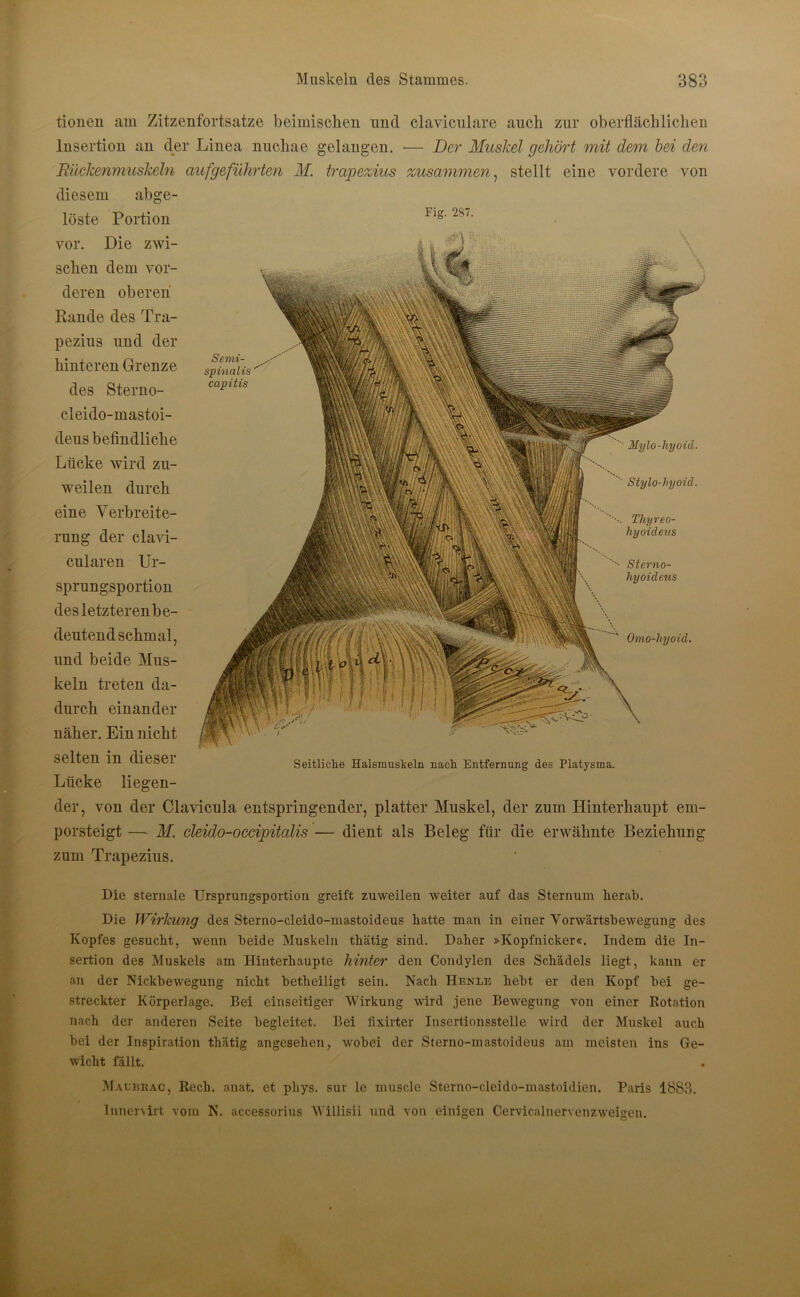 tionen am Zitzenfortsatze beimischen und claviculare auch zur oberflächlichen Insertion an der Linea nuchae gelangen. — Der Muskel gehört mit dem bei den Rückenmuskeln aufgeführten M. trapezius zusammen, stellt eine vordere von diesem abge- Semi- spinalis capitis Mylo-hyoid. Stylo-hyoid. löste Portion Flg' ‘ls>' vor. Die zwi- schen dem vor- deren oberen Rande des Tra- pezius und der hinteren Grenze des Sterno- cleido-mastoi- deus befindliche Lücke wird zu- weilen durch eine Verbreite- rung der clavi- cularen Ur- sprungsportion des letzteren be- deutend schmal, und beide Mus- keln treten da- durch einander näher. Ein nicht selten in dieser Lücke liegen- der, von der Clavicula entspringender, platter Muskel, der zum Hinterhaupt em- porsteigt — M. cleido-occipitalis — dient als Beleg für die erwähnte Beziehung zum Trapezius. Thyreo- hyoideus Stevno- hyoideus Omo-liyoid. Seitliche Halsmuskeln nach Entfernung des Platysma. Die sternale Ursprungsportion greift zuweilen weiter auf das Sternum lierab. Die Wirkung des Sterno-cleido-mastoideus batte man in einer Vorwärtsbewegung des Kopfes gesucht, wenn beide Muskeln tbätig sind. Daher »Kopfnicker«. Indem die In- sertion des Muskels am Hinterhaupte hinter den Condylen des Schädels liegt, kann er an der Nickbewegung nicht betheiligt sein. Nach Hbnle hebt er den Kopf bei ge- streckter Körperlage. Bei einseitiger Wirkung wird jene Bewegung von einer Rotation nach der anderen Seite begleitet. Bei flxirter Insertionsstelle wird der Muskel auch bei der Inspiration thätig angesehen, wobei der Sterno-mastoideus am meisten ins Ge- wicht fällt. Malbrac, Rech. anat. et phys. sur le muscle Sterno-cleido-mastoidien. Paris 1883. Innenirt vom N. accessorius Willisii und von einigen Cervicalnervenzweigen.