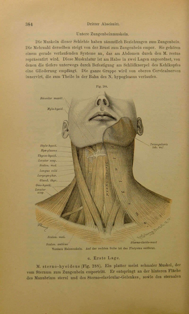 Untere Zungenbeinmuskeln. Die Muskeln dieser Schichte haben sämmtlich Beziehungen zum Zungenbein. Die Mehrzahl derselben steigt von der. Brust zum Zungenbein empor. Sie gehören einem gerade verlaufenden Systeme an, das am Abdomen durch den M. rectus repräsentirt wird. Diese Muskulatur ist am Halse in zwei Lagen angeordnet, von denen die tiefere unterwegs durch Befestigung am Schildknorpel des Kehlkopfes eine Gliederung empfängt. Die ganze Gruppe wird von oberen Cervicalnerven innervirt, die zum Theile in der Bahn des N. hypoglossus verlaufen. Fig. 288. a. Erste Lage. M. sterno-hyoideus (Fig. 288). Ein platter meist schmaler Muskel, der vom Sternum zum Zungenbein emportritt. Er entspringt an der hinteren F läehe des Manubrium sterni und des Sterno-clavicular-Gelenkes, sowie des sternalen