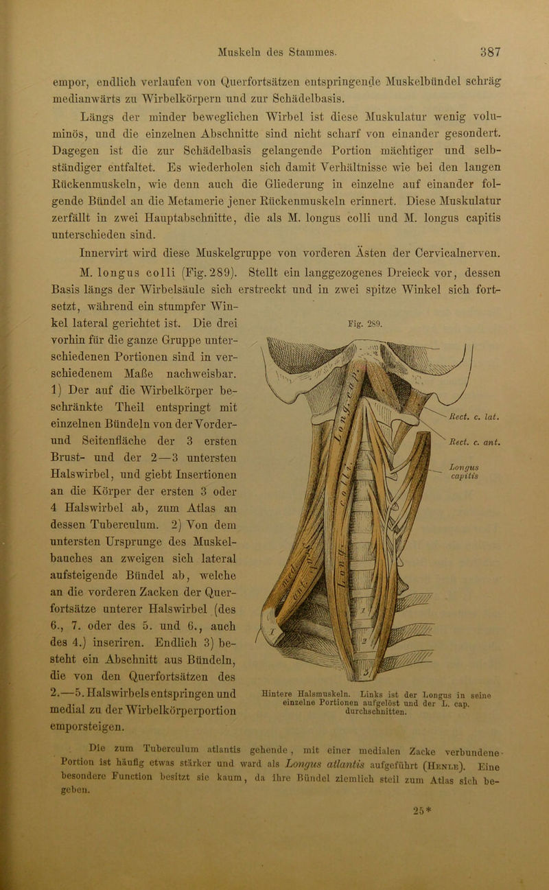 empor, endlich verlaufen von Querfortsätzen entspringende Muskelbündel schräg medianwärts zu Wirbelkörpern und zur Schädelbasis. Längs der minder beweglichen Wirbel ist diese Muskulatur wenig volu- minös, und die einzelnen Abschnitte sind nicht scharf von einander gesondert. Dagegen ist die zur Schädelbasis gelangende Portion mächtiger und selb- ständiger entfaltet. Es wiederholen sich damit Verhältnisse wie bei den langen Rückenmuskeln, wie denn auch die Gliederung in einzelne auf einander fol- gende Bündel an die Metamerie jener Rückenmuskeln erinnert. Diese Muskulatur zerfällt in zwei Hauptabschnitte, die als M. longus colli und M. longus capitis unterschieden sind. Innervirt wird diese Muskelgruppe von vorderen Ästen der Cervicalnerven. M. longus colli (Fig. 289). Stellt ein langgezogenes Dreieck vor, dessen Basis längs der Wirbelsäule sich erstreckt und in zwei spitze Winkel sich fort- setzt, während ein stumpfer Win- Die drei kel lateral gerichtet ist vorhin für die ganze Gruppe unter- schiedenen Portionen sind in ver- schiedenem Maße nachweisbar. 1) Der auf die Wirbelkörper be- schränkte Theil entspringt mit einzelnen Bündeln von der Vorder- und Seitenfläche der 3 ersten Brust- und der 2—3 untersten Halswirbel, und giebt Insertionen an die Körper der ersten 3 oder 4 Halswirbel ab, zum Atlas an dessen Tuberculum. 2) Von dem untersten Ursprünge des Muskel- bauches an zweigen sich lateral aufsteigende Bündel ab, welche an die vorderen Zacken der Quer- fortsätze unterer Halswirbel (des 6., 7. oder des 5. und 6., auch des 4.) inseriren. Endlich 3) be- steht ein Abschnitt aus Bündeln, die von den Querfortsätzen des 2.—5. Halswirbels entspringen und medial zu der Wirbelkörperportion emporsteigen. Fig. 289. Reet. c. Lat. Reet. c. ant. Longus capitis Hintere Halsmuskeln. Links ist der Longus in seine einzelne Portionen aufgelöst und der L. cap. durchschnitten. Die zum Tuberculum atlaritis gebende , mit einer medialen Zacke verbundene • Portion ist häufig etwas stärker und ward als Longus atlantis aufgeführt (Henle). Eine besondere Function besitzt sie kaum, da ihre Bündel ziemlich steil zum Atlas sich be- geben. 25*