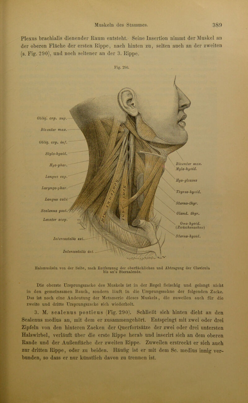 Plexus brachialis dienender Raum entsteht. Seine Insertion nimmt der Muskel an der oberen Fläche der ersten Rippe, nach hinten zu, selten auch an der zweiten (s. Fig. 290), und noch seltener an der 3. Rippe. Fig. 290. Obliq. cap. sup. Bit enter max. Obliq. cap. inf. Stylo-hyoid. Hyo-phar. Longns cap. Laryngo-phar. Longns colli Scalenus post. Levator scap. Jntercostalis ext.—-' Intercostalis int \ Biventer max. Mylo-hyoid. ' Hy o-glossus ' Thyreo-hyoid. Sterno-thyr. ' Gland. thyr. Omo-hyoid. (Zwischensehne) ' Sterno-hyoid. Halsmuskeln von der Seite, nach. Entfernung der oberflächlichen und Abtragung der Clavicula bis an’s Sternalende. Die oberste Ursprungszacke des Muskels ist in der Regel fleischig und gelangt nicht in den gemeinsamen Bauch, sondern lauft in die Ursprungssehne der folgenden Zacke. Das ist noch eine Andeutung der Metamerie dieses Muskels , die zuweilen auch für die zweite und dritte Ursprungszacke sich wiederholt. 3. M. scalenus posticus (Fig. 290). Schließt sich hinten dicht an den Scalenus medius an, mit dem er zusammengehört. Entspringt mit zwei oder drei Zipfeln von den hinteren Zacken der Querfortsätze der zwei oder drei untersten Halswirbel, verläuft über die erste Rippe herab und inserirt sich an dem oberen Rande und der Außenfläche der zweiten Rippe. Zuweilen erstreckt er sich auch zur dritten Rippe, oder zu beiden. Häufig ist er mit dem Sc. medius innig ver- bunden. so dass er nur künstlich davon zu trennen ist.