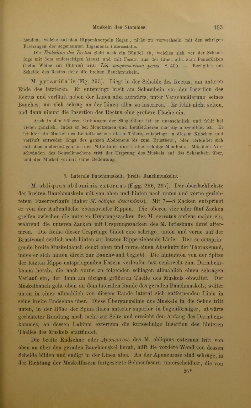 banden, welche auf den Rippenknorpeln liegen, nicht zu verwechseln mit den schrägen Faserzügen der sogenannten Ligamenta intercostalia. Die Endsehne des Rectus giebt noch ein Bündel ab, welches sich vor der Scham- fuge mit dem anderseitigen kreuzt und mit Fasern aus der Linea alba zum Penisrücken (beim Weibe zur Clitoris) tritt: Lig. Suspensorium penis. S. 405. — Bezüglich der Scheide des Rectus siehe die breiten Bauchmuskeln. M. pyramidalis (Fig. 295). Liegt in der Scheide des Rectus, am unteren Ende des letzteren. Er entspringt breit am Schambein vor der Insertion des Rectus und verläuft neben der Linea alba aufwärts, unter Verschmälerung seines Bauches, nm sich schräg an der Linea alba zu inseriren. Er fehlt nicht selten, und dann nimmt die Insertion des Rectus eine größere Fläche ein. Auch in den höheren Ordnungen der Säugethiere ist er unansehnlich und fehlt bei vielen gänzlich, indes er bei Monotremen und Beutelthieren mächtig ausgebildet ist. Er ist hier ein Muskel des Beutelknochens dieser Thiere, entspringt an diesem Knochen und verläuft entweder längs des ganzen Abdomens bis zum Brustbein, oder verbindet sich mit dem anderseitigen in der Mittellinie durch eine sehnige Membran. Mit dem Ver- schwinden des Beutelknochens tritt der Ursprung des Muskels auf das Schambein über, und der Muskel verliert seine Bedeutung. ß. Laterale Bauchmuskeln (breite Bauchmuskeln). M. obliquus abdominis externus (Figg. 296, 297). Der oberflächlichste der breiten Bauchmuskeln mit von oben und hinten nach unten und vorne gerich- tetem Faserverlaufe (daher M. oblique descendens). Mit 7—8 Zacken entspringt er von der Außenfläche ebensovieler Rippen. Die oberen vier oder fünf Zacken greifen zwischen die unteren Ursprungszacken des M. serratus anticus major ein, während die unteren Zacken mit Ursprungszacken des M. latissimus dorsi alter- niren. Die Reihe dieser Ursprünge bildet eine schräge, unten und vorne auf der Brustwand seitlich nach hinten zur letzten Rippe ziehende Linie. Der so entsprin- gende breite Muskelbauch deckt oben und vorne einen Abschnitt der Thoraxwand, indes er sich hinten direct zur Bauchwand begiebt. Die hintersten von der Spitze der letzten Rippe entspringenden Fasern verlaufen fast senkrecht zum Darmbein- kamm herab, die nach vorne zu folgenden schlagen allmählich einen schrägen Verlauf ein, der dann am übrigen größeren Theile des Muskels obwaltet. Der Muskelbauch geht oben an dem lateralen Rande des geraden Bauchmuskels; weiter unten in einer allmählich von diesem Rande lateral sich entfernenden Linie in seine breite Endsehne über. Diese Übergangslinie des Muskels in die Sehne tritt unten, in der Höhe der Spina iliaca anterior superior in bogenförmiger, abwärts gerichteter Rundung noch mehr zur Seite und erreicht den Anfang des Darmbein- kammes, an dessen Labium externum die kurzsehnige Insertion des hinteren Theiles des Muskels stattfindet. Die breite Endsehne oder Aponeurose des M. obliquus externus tritt von oben an über den geraden Bauchmuskel herab, hilft die vordere Wand von dessen Scheide bilden und endigt in der Linea alba. An der Aponeurose sind schräge, in der Richtung der Muskelfasern fortgesetzte Sehnenfasern unterscheidbar, die von 26*