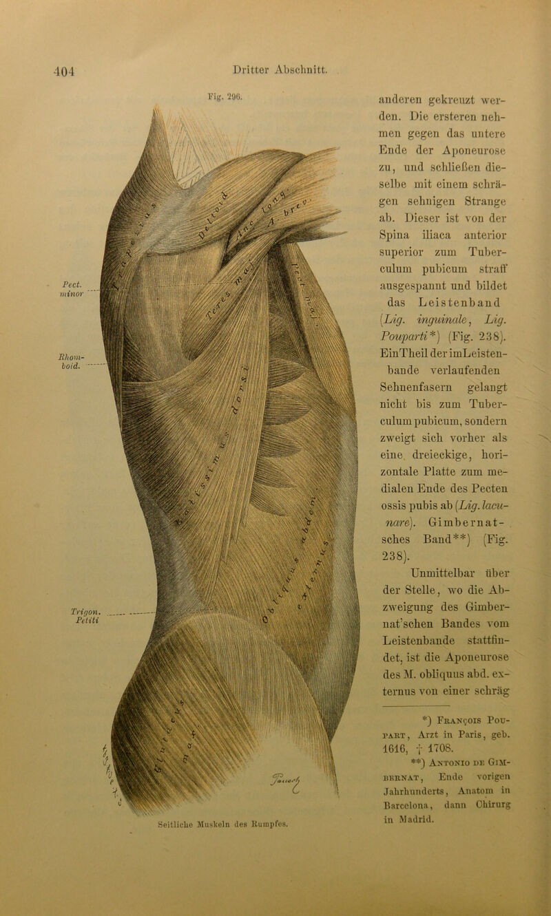 Fig. 290. Pect. minor Rhom- boid. Trigon. Petit i Seitliche Muskeln des Kumpfes. anderen gekreuzt wer- den. Die ersteren neh- men gegen das untere Ende der Aponeurose zu, und schließen die- selbe mit einem schrä- gen sehnigen Strange ab. Dieser ist von der Spina iliaca anterior superior zum Tuber- culum pubicum straft* ausgespannt und bildet das Leistenband (.Lig. inguinale, Lig. Pouparti*) (Fig. 238). EinTheil der imLeisten- bande verlaufenden Sehnenfasern gelangt nicht bis zum Tuber- culum pubicum, sondern zweigt sich vorher als eine, dreieckige, hori- zontale Platte zum me- dialen Ende des Pecten ossis pubis ab [Lig. lami- nare). Gimbe mat- sches Band**) (Fig. 238). Unmittelbar über der Stelle, wo die Ab- zweigung des Girnber- nat’schen Bandes vom Leistenbande stattfin- det, ist die Aponeurose des M. obliquus abd. ex- ternus von einer schräg *) Francois Pou- part, Arzt in Paris, geb. 1616, i 1708. **) Antonio de GiM- bernat, Ende vorigen Jahrhunderts, Anatom in Barcelona, dann Chirurg in Madrid.