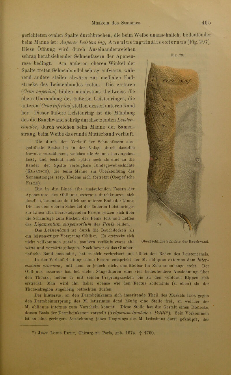 gerichteten ovalen Spalte durchbrochen, die beim Weibe unansehnlich, bedeutender beim Manne ist: Äußerer Leistem ing, Annulus inguinalis externus (Fig. 297). Diese Öffnung wird durch Anseinanderweichen schräg herabziehender Sehnenfasern der Aponeu- rose bedingt. Am äußeren oberen Winkel der Spalte treten Sehnenbündel schräg aufwärts, wäh- rend andere steiler abwärts zur medialen End- strecke des Leistenbandes treten. Die ersteren (Grus superius) bilden mindestens tlieilweise die obere Umrandung des äußeren Leistenringes, die unteren (Grus inferius) stellen dessen unteren Rand her. Dieser äußere Leistenring ist die Mündung des die Bauchwand schräg durchsetzenden Leisten- conales, durch welchen beim Manne der Samen- strang, beim Weibe das runde Mutterband verläuft. Die durch, den Verlauf der Sehnenfasern aus- gedrückte Spalte ist in der Anlage durch dasselbe Gewebe verschlossen, welches die Sehnen hervorgehen lässt, und besteht auch später noch als eine an die Ränder der Spalte verfolgbare Bindegewebsschichte (Klaatsch), die beim Manne zur Überkleidung des Samenstranges resp. Hodens sich fortsetzt (Cooper’sche Fascie). Die in die Linea alba auslaufenden Fasern der Aponeurose des Obliquus externus durchkreuzen sich daselbst, besonders deutlich am unteren Ende der Linea. Die aus dem oberen Schenkel des äußeren Leistenringes zur Linea alba herabsteigenden Fasern setzen sich über die Schamfuge zum Rücken des Penis fort und helfen das Ligamentum Suspensorium des Penis bilden. Das Leistenband ist durch die Bauch decken als ein leistenartiger Vorsprung fühlbar. Es erstreckt sich nicht vollkommen gerade, sondern verläuft etwas ab- wärts und vorwärts gebogen. Noch bevor es das Girnber- nat’sche Band entsendet, hat es sich verbreitert und bildet den Boden des Leistencanals. In der Verlaufsrichtung seiner Fasern entspricht der M. obliquus externus dem Inter- costalis externus, mit dem er jedoch nicht unmittelbar im Zusammenhänge steht. Der Obliquus externus hat bei vielen Säugethieren eine viel bedeutendere Ausdehnung über den Thorax, indem er mit seinen Ursprungszacken bis zu den vorderen Rippen sich erstreckt. Man wird ihn daher ebenso wie den Rectus abdominis (s. oben) als der Thoracalregion zugehörig betrachten dürfen. Der hinterste, an den Darmbeinkamm sich inserirende Theil des Muskels lässt gegen den Darmbeinursprung des M. latissimus dorsi häufig eine Stelle frei, an welcher der M. obliquus internus zum Vorschein kommt. Diese Stelle hat die Gestalt eines Dreiecks, dessen Basis der Darmbeinkamm vorstellt (Trigonum lumbale s. Petiti!i!). Sein Vorkommen ist an eine geringere Ausdehnung jenes Ursprungs des M. latissimus dorsi geknüpft, der Fig. 297. er Oberflächliche Schichte der Bauchwand. *) Juan Louis Pktit, Chirurg zu Paris, geb. 1674, f 1760.