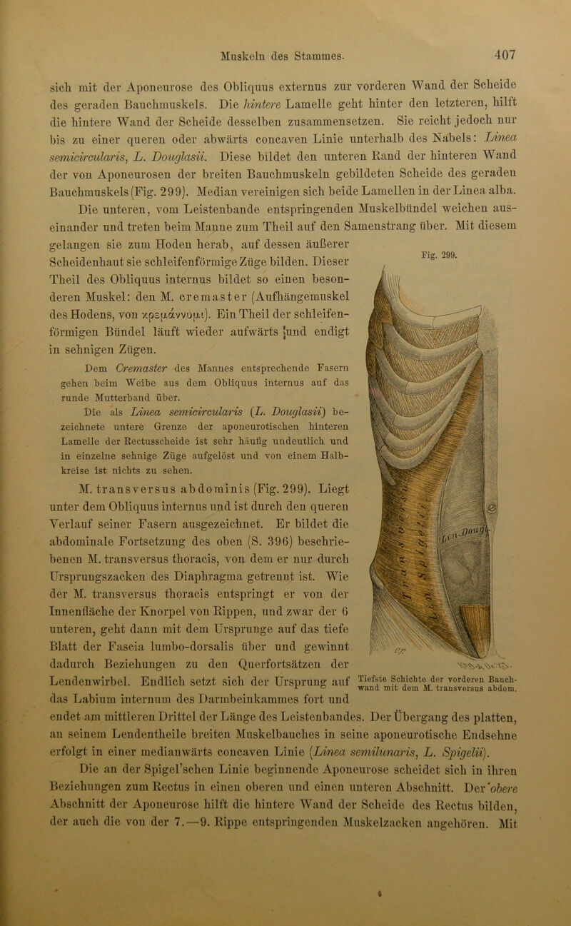 sich mit der Aponeurose des Obliquus externus zur vorderen Wand der Scheide des geraden Bauchmuskels. Die hintere Lamelle geht hinter den letzteren, hiltt die hintere Wand der Scheide desselben zusammensetzen. Sie reicht jedoch nur bis zu einer queren oder abwärts concaven Linie unterhalb des Nabels: Linea Fig. 299. semicircidaris, L. Douglasii. Diese bildet den unteren Rand der hinteren Wand der von Aponeurosen der breiten Bauchmuskeln gebildeten Scheide des geraden Bauchmuskels (Fig. 29 9j. Median vereinigen sich beide Lamellen in der Linea alba. Die unteren, vom Leistenbande entspringenden Muskelbündel weichen aus- einander und treten beim Manne zum Theil auf den Samenstrang über. Mit diesem gelangen sie zum Hoden herab, auf dessen äußerer Scheidenhaut sie schleifenförmige Züge bilden. Dieser Theil des Obliquus internus bildet so einen beson- deren Muskel: den M. cremaster (Aufhängemuskel des Hodens, von xpsp.avvo|j.i). Ein Theil der schleifen- förmigen Bündel läuft wieder aufwärts !und endigt in sehnigen Zügen. Dem Cremaster des Mannes entsprechende Rasern gehen heim Weihe aus dem Ohliquus internus auf das runde Mutterhand über. Die als Linea semicircularis (L. Douglasii) be- zeichnte untere Grenze der aponeurotischen hinteren Lamelle der Rectusscheide ist sehr häufig undeutlich und in einzelne sehnige Züge aufgelöst und von einem Halb- kreise ist nichts zu sehen. M. transversus abdorainis (Fig. 299). Liegt unter dem Obliquus internus und ist durch den queren Verlauf seiner Fasern ausgezeichnet. Er bildet die abdominale Fortsetzung des oben (S. 396) beschrie- benen M. transversus thoracis, von dem er nur durch Ursprungszacken des Diaphragma getrennt ist. Wie der M. transversus thoracis entspringt er von der Innenfläche der Knorpel von Rippen, und zwar der 6 unteren, geht dann mit dem Ursprünge auf das tiefe Blatt der Fascia lumbo-dorsalis über und gewinnt dadurch Beziehungen zu den Querfortsätzen der Lendenwirbel. Endlich setzt sich der Ursprung auf Tiefste ?,c^icllt® dU vorderen * o wand mit dem M. transversus Bauch- abdom. das Labium internum des Darmbeinkammes fort und endet am mittleren Drittel der Länge des Leistenbandes. Der Übergang des platten, an seinem Lendentheile breiten Muskelbauches in seine aponeurotische Endsehne erfolgt in einer medianwärts concaven Linie [Linea semilunaris, L. Spigelii). Die an der Spigel’schen Linie beginnende Aponeurose scheidet sich in ihren Beziehungen zum Rectus in einen oberen und einen unteren Abschnitt. Der 'obere Abschnitt der Aponeurose hilft die hintere Wand der Scheide des Rectus bilden, der auch die von der 7.-9. Rippe entspringenden Muskelzacken angehören. Mit i