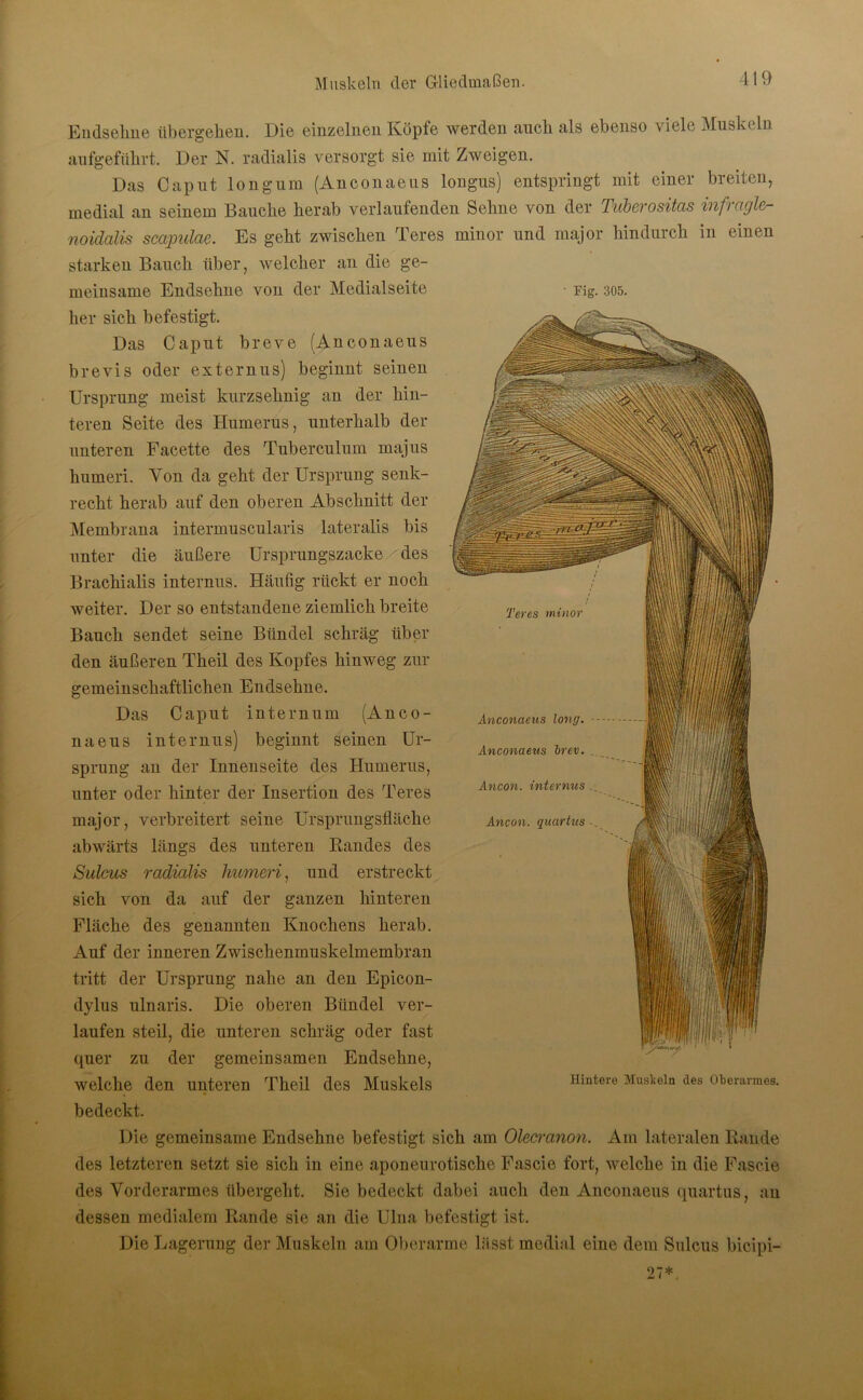 Endsekne übergehen. Die einzelnen Köpfe werden auch als ebenso viele Muskt ln aufgefükrt. Der N. radialis versorgt sie mit Zweigen. Das Caput longum (Anconaeus longus) entspringt mit einer breiten, medial an seinem Bauche herab verlaufenden Sehne von der Tuberositas infragle- noidalis scapidcte. Es geht zwischen Teres minor und major hindurch in einen starken Bauch über, welcher an die ge- meinsame Endsehne von der Medialseite Fig. 305. her sich befestigt. Das Caput breve (Anconaeus br e vis oder extern ns) beginnt seinen Ursprung meist kurzsehnig an der hin- teren Seite des Humerus, unterhalb der unteren Facette des Tuberculum majus humeri. Von da geht der Ursprung senk- recht herab auf den oberen Abschnitt der Membrana intermuscularis lateralis bis unter die äußere Ursprungszacke/des Brachialis internus. Häufig rückt er noch weiter. Der so entstandene ziemlich breite Bauch sendet seine Bündel schräg über den äußeren Theil des Kopfes hinweg zur gemeinschaftlichen Endsehne. Das Caput internum (Anco- naeus internus) beginnt seinen Ur- sprung an der Innenseite des Humerus, unter oder hinter der Insertion des Teres major, verbreitert seine Ursprungsfläche abwärts längs des unteren Randes des Sulcus radialis humeri, und erstreckt sich von da auf der ganzen hinteren Fläche des genannten Knochens herab. Auf der inneren Zwischenmuskelmembran tritt der Ursprung nahe an den Epicon- dylus ulnaris. Die oberen Bündel ver- laufen steil, die unteren schräg oder fast quer zu der gemeinsamen Endsehne, welche den unteren Theil des Muskels bedeckt. Die gemeinsame Endsehne befestigt sich am Olccranon. Am lateralen Rande des letzteren setzt sie sich in eine aponeurotische Fascie fort, welche in die Fascie des Vorderarmes übergeht. Sie bedeckt dabei auch den Anconaeus quartus, an dessen medialem Rande sie an die Ulna befestigt ist. Die Lagerung der Muskeln am Oberarme lässt medial eine dem Sulcus bicipi— Teres rntnoi Anconaeus long. Anconaeus brev. Anco71. internus Ancon. quartus