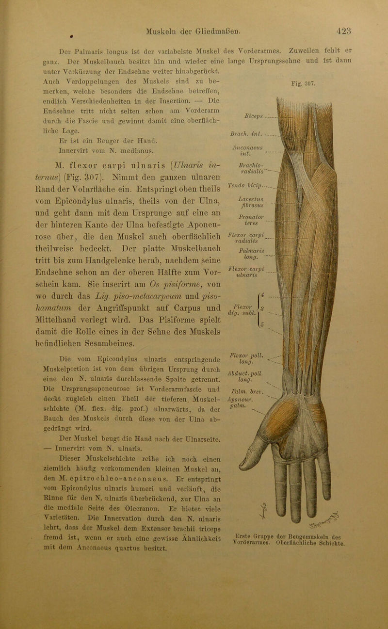 # Die vom Epicondylus ulnaris entspringende Muskelportion ist von dem übrigen Ursprung durch eine den N. ulnaris durcblassende Spalte getrennt. Die Ursprungsaponeurose ist Vorderarmfascie und deckt zugleich einen Theil der tieferen. Muskel- schichte (M. flex. dig. prof.) ulnarwärts, da der Bauch des Muskels durch diese von der Ulna ab- gedrängt wird. Der Muskel beugt die Hand nach der Ulnarseite. — Innervirt vom N. ulnaris. Dieser Muskelschichte reihe ich noch einen ziemlich häufig vorkommenden kleinen Muskel an, den M. epitro chleo-anconaeus. Er entspringt vom Epicondylus ulnaris humeri und verläuft, die Rinne für den N. ulnaris überbrückend, zur Ulna an die mediale Seite des Olecranon. Er bietet viele Varietäten. Die Innervation durch den N. ulnaris lehrt, dass der Muskel dem Extensor brachii triceps Der Palmaris longus ist der variabelste Muskel des Vorderarmes. Zuweilen fehlt er ganz. Der Muskelbauch besitzt hin und wieder eine lange Ursprungssehne und ist dann unter Verkürzung der Endsehne weiter hinabgerückt. Auch Verdoppelungen des Muskels sind zu be- merken, welche besonders die Endsehne betreffen, endlich Verschiedenheiten in der Insertion. — Die Endseline tritt nicht selten schon am Vorderarm durch die Eascie und gewinnt damit eine oberfläch- Biceps liehe Lage. Er ist ein Beuger der Hand. Innervirt vom N. medianus. M. flexor carpi ulnaris (Ulnaris in- ternus) (Fig. 307). Nimmt den ganzen ulnaren Rand der Volarfläche ein. Entspringt oben tlieils vom Epicondylus ulnaris, tlieils von der Ulna, und gebt dann mit dem Ursprünge auf eine an der hinteren Kante der Ulna befestigte Aponeu- rose über, die den Muskel auch oberflächlich theilweise bedeckt. Der platte Muskelbauch tritt bis zum Handgelenke herab, nachdem seine Endsehne schon an der oberen Hälfte zum Vor- schein kam. Sie inserirt am Os pisiforme, von wo durch das Lig piso-metacarpeum und piso- hcimcitum der Angriffspunkt auf Carpus und Mittelhand verlegt wird. Das Pisiforme spielt damit die Rolle eines in der Sehne des Muskels befindlichen Sesambeines. Brach, int. Anconaeus int. Brachio- radialis Tendo bicip.... Lacertus fibrosus Pronator teres Flexor carpi __ radialis Palmaris long. Flexor carpi ulnaris Flexor dig. suhl. Fig. 307. Flexor poll. long. Abduct. poll. long. Palm. brev. Aponeur. palm. fremd ist, wenn er auch eine gewisse Ähnlichkeit mit dem Anconaeus quartus besitzt. Erste Gruppe der Beugemuskeln des Vorderarmes. Oberflächliche Schichte.