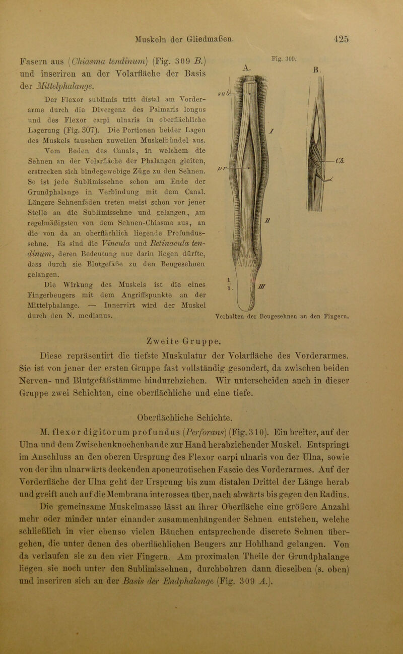 Fasern aus (Ckiasma tendinum) (Fig. 309 B.) und inseriren an der Volarfläcke der Basis der Mittelphalcinge. Der Flexor sublimis tritt distal am Vorder- arme durch die Divergenz des Palmaris longus und des Flexor carpi ulnaris in oberflächliche Lagerung (Fig. 307). Die Portionen beider Lagen des Muskels tauschen zuweilen Muskelbündel aus. Vom Boden des Canals, in welchem die Sehnen an der Volarfläche der Phalangen gleiten, erstrecken sich bindegewebige Züge zu den Sehnen. So ist jede Sublimissehne schon am Ende der Grundphalange in Verbindung mit dem Canal. Längere Sehnenfäden treten meist schon vor jener Stelle an die Sublimissehne und gelangen, ,am regelmäßigsten von dem Sehnen-Chiasma aus, an die von da an oberflächlich liegende Profundus- sehne. Es sind die Vinmla und Retinacida ten- dinum, deren Bedeutung nur darin liegen dürfte, dass durch sie Blutgefäße zu den Beugesehnen gelangen. Die Wirkung des Muskels ist die eines Fingerbeugers mit dem Angriffspunkte an der Mittelphalange. — Innervirt wird der Muskel durch den N. medianus. Zweite Gruppe. Diese repräsentirt die tiefste Muskulatur der Volarfläclie des Vorderarmes. Sie ist von jener der ersten Gruppe fast vollständig gesondert, da zwischen beiden Nerven- und Blutgefäßstämme hindurchziehen. Wir unterscheiden auch in dieser Gruppe zwei Schichten, eine oberflächliche und eine tiefe. Oberflächliche Schichte. M. flexor digitorumprofundus (Perforans) (Fig. 310). Ein breiter, auf der Ulna und dem Zwischenknochenbande zur Hand herabziehender Muskel. Entspringt im Anschluss an den oberen Ursprung des Flexor carpi ulnaris von der Ulna, sowie von der ihn ulnarwärts deckenden aponeurotischen Fascie des Vorderarmes. Auf der Vorderfläche der Ulna geht der Ursprung bis zum distalen Drittel der Länge herab und greift auch auf die Membrana interossea über, nach abwärts bis gegen den Radius. Die gemeinsame Muskelmasse lässt an ihrer Oberfläche eine größere Anzahl mehr oder minder unter einander zusammenhängender Sehnen entstehen, welche schließlich in vier ebenso vielen Bäuchen entsprechende discrete Sehnen über- gehen, die unter denen des oberflächlichen Beugers zur Hohlhand gelangen. Von da verlaufen sie zu den vier Fingern. Am proximalen Theile der Grundphalange liegen sie noch unter den Sublimissehnen, durchbohren dann dieselben (s. oben) und inseriren sich an der Basis der Endphalange (Fig. 309 A.).