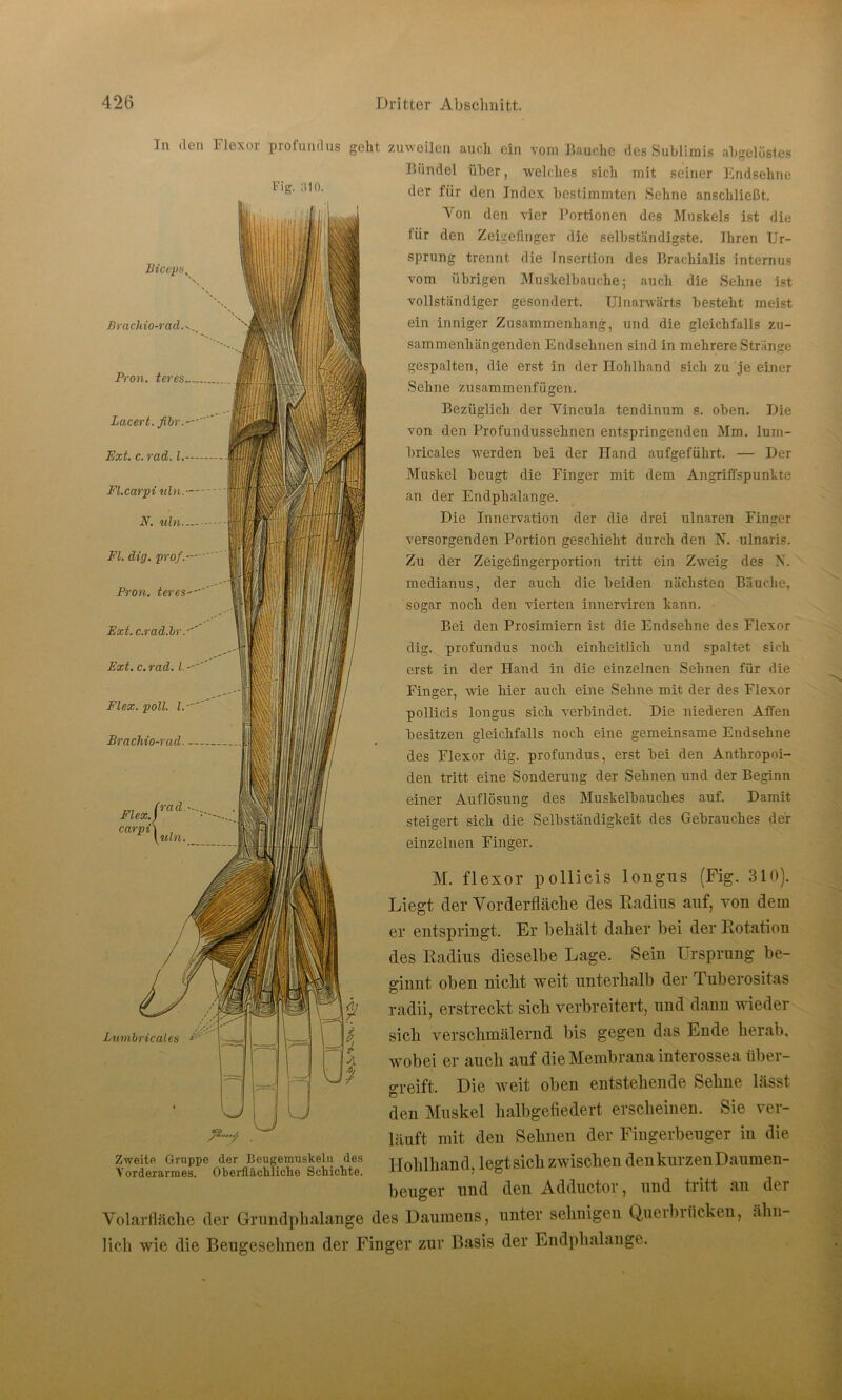 In den Flexor profundus geht zuweilen auch ein vom Bauche des Subli Fig. 310. Biccpa. Brachio-rad Pion, teres Lacert. fibr.—' Ext. c. rad. I. Fl.carpi uln. N. uln. Fl. dig. pro/.-— Fron, teres'-' Ext.c.rad.br.-'' imis ahgelöstes Bündel über, welches sich mit seiner Endsehne der für den Index bestimmten Sehne anschließt. Von den vier Portionen des Muskels ist die für den Zeigefinger die selbständigste. Ihren Ur- sprung trennt die Insertion des Brachialis internus vom übrigen Muskelbauche; auch die Sehne ist vollständiger gesondert. Ulnarvvärts besteht meist ein inniger Zusammenhang, und die gleichfalls zu- sammenhängenden Endsehnen sind in mehrere Stränge gespalten, die erst in der üohlhand sich zu je einer Sehne zusammenfügen. Bezüglich der Vincula tendinum s. oben. Die von den Pro fundussehnen entspringenden Mm. lum- bricales werden bei der Hand aufgeführt. — Der Muskel beugt die Finger mit dem Angriffspunkte an der Endphalange. Die Innervation der die drei ulnaren Finger versorgenden Portion geschieht durch den N. ulnaris. Zu der Zeigefingerportion tritt ein Zweig des N. medianus, der auch die beiden nächsten Bäuche, sogar noch den vierten innerviren kann. Bei den Prosimiern ist die Endsehne des Flexor dig. profundus noch einheitlich und spaltet sich erst in der Hand in die einzelnen Sehnen für die Finger, wie hier auch eine Sehne mit der des Flexor pollicis longus sich verbindet. Die niederen Affen besitzen gleichfalls noch eine gemeinsame Endsehne des Flexor dig. profundus, erst bei den Anthropoi- den tritt eine Sonderung der Sehnen und der Beginn einer Auflösung des Muskelbauches auf. Damit steigert sich die Selbständigkeit des Gebrauches der einzelnen Finger. M. flexor pollicis longus (Fig. 310). Liegt der Yorderfläclie des Radius auf, von dem er entspringt. Er beliält daher bei der Rotation des Radius dieselbe Lage. Sein Ursprung be- ginnt oben nicht weit unterhalb der Tuberositas radii, erstreckt sich verbreitert, und dann wieder sich verschmälernd bis gegen das Ende herab, wobei er auch auf die Membrana interossea fibei- greift. Die weit oben entstehende Sehne lässt den Muskel halbgefiedert erscheinen. Sie ver- läuft mit den Sehnen der Fingerbeuger in die Hohlhand, legt sich zwischen den kurzen Daumen- beuger und den Adductor, und tiitt an der Volarfläche der Grundphalange des Daumens, unter sehnigen Querbrücken, ähn- lich wie die Beugesehnen der Finger zur Basis der Endphalange. Lumbricales Ext. c. rad. I. Flex. poll. I. Brachio-rad. Flex. carpi\ , \uln GO\|f 1—' V -—> r i JU ü Zweite Gruppe der Beugemuskeln des Vorderarmes. Oberflächliche Schichte.