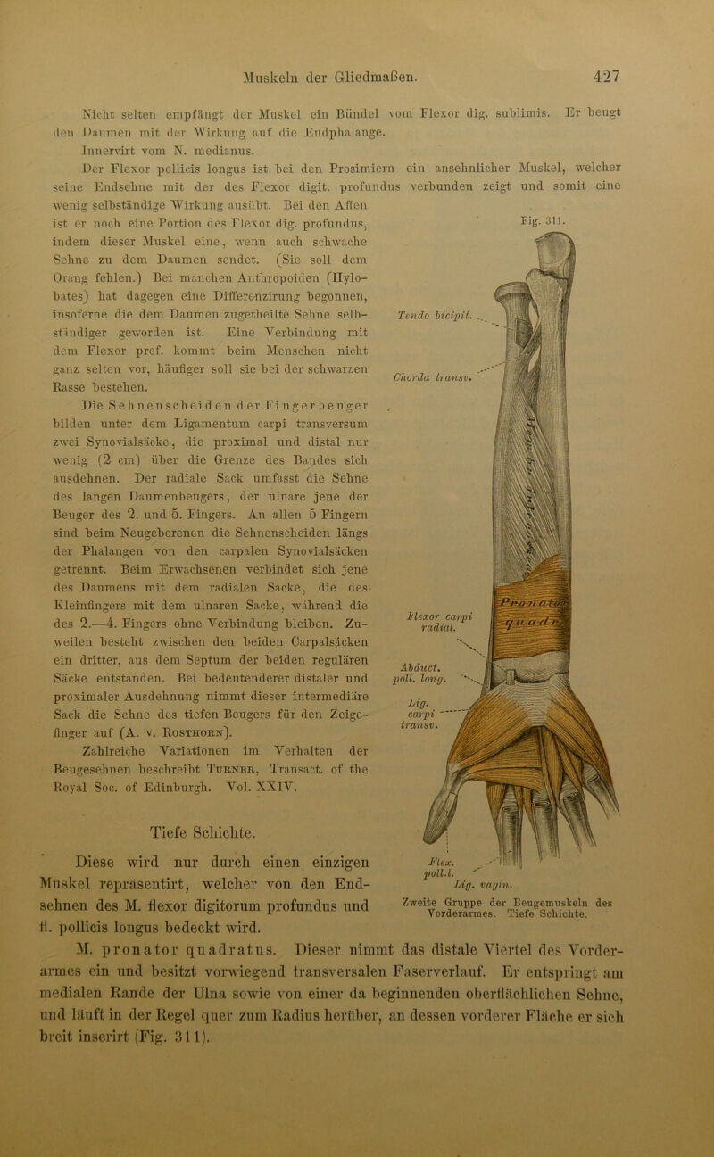 Tendo bicipit. .. Chorda transv. Nicht selten empfängt der Muskel ein Bündel vom Flexor dig. suhlimis. Er beugt den Daumen mit der Wirkung auf die Endphalange. Innervirt vom N. medianus. Der Flexor pollicis longus ist bei den Prosimiern ein ansehnlicher Muskel, welcher seine Endsehne mit der des Flexor digit. profundus verbunden zeigt und somit eine wenig selbständige Wirkung ausübt. Bei den Affen ist er noch eine Portion des Flexor dig. profundus, 311. indem dieser Muskel eine, wenn auch schwache Sehne zu dem Daumen sendet. (Sie soll dem Orang fehlen.) Bei manchen Anthropoiden (Hylo- bates) hat dagegen eine Differenzirung begonnen, insoferne die dem Daumen zugetheilte Sehne selb- ständiger geworden ist. Eine Verbindung mit dem Flexor prof. kommt beim Menschen nicht ganz selten vor, häufiger soll sie bei der schwarzen Rasse bestehen. Die Sehnenscheiden der Fingerbeuger bilden unter dem Ligamentum carpi transversum zwei Synovialsäcke, die proximal und distal nur wenig (2 cm) über die Grenze des Bandes sich ausdehnen. Der radiale Sack umfasst die Sehne des langen Daumenbeugers, der ulnare jene der Beuger des 2. und 5. Fingers. An allen 5 Fingern sind beim Neugeborenen die Sehnenscheiden längs der Phalangen von den carpalen Synovialsäcken getrennt. Beim Erwachsenen verbindet sich jene des Daumens mit dem radialen Sacke, die des- Kleinfingers mit dem ulnaren Sacke, während die des 2.—4. Fingers ohne Verbindung bleiben. Zu- weilen besteht zwischen den beiden Carpalsäcken ein dritter, aus dem Septum der beiden regulären Säcke entstanden. Bei bedeutenderer distaler und proximaler Ausdehnung nimmt dieser intermediäre Sack die Sehne des tiefen Beugers für den Zeige- finger auf (A. v. Rosthorn). Zahlreiche Variationen im Verhalten der Beugesehnen beschreibt Turner, Transact. of the Royal Soc. of Edinburgh. Vol. XXIV. Tiefe Schickte. Uff. carpi transv. ldexor carpi radial. Abduct. poll. long. Flex. poll.l. Uff. vaffin. Zweite Gruppe der Beugemuskeln des Vorderarmes. Tiefe Schichte. Diese wird nur durch einen einzigen Muskel repräsentirt, welcher von den End- sehnen des M. flexor digitorum profundus und 11. pollicis longus bedeckt wird. M. pronator quadratus. Dieser nimmt das distale Viertel des Vorder- armes ein und besitzt vorwiegend transversalen Faserverlauf. Er entspringt am medialen Rande der Ulna sowie von einer da beginnenden oberflächlichen Sehne, und läuft in der Regel quer zum Radius herüber, an dessen vorderer Fläche er sich breit inserirt (Fig. 311).