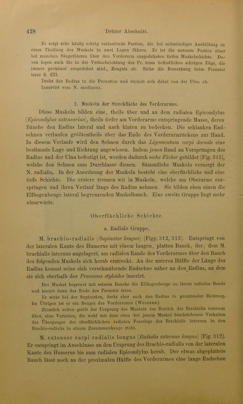 Er zeigt sehr häutig ■schräg verlaufende Partien, die bei selbständiger Ausbildung zu einer Theilung des Muskels in zwei Lagen führen. Er ist die unterste Portion einer bei manchen Säugethieren über den Vorderarm ausgedehnten tiefen Muskelschichte. Da- von legen auch die in der Verlaufsrichtung des Pr. teres befindlichen schrägen Züge, die immer proximal ausgedehnt sind, Zeugnis ab. Siehe die Bemerkung beim Pronator teres S. 422. Dreht den Radius in die Pronation und wickelt sich dabei von der Ulna ab. Innervirt vom N. medianus. 2. Muskeln der Streck fläche des Vorderarmes. Diese Muskeln bilden eine, tlieils über und an dem radialen Epicondylus (.Epicondylus extensorius), tlieils tiefer am Vorderarme entspringende Masse, deren Bäuche den Radius lateral und nach liiuten zu bedecken. Die schlanken End- sehnen verlaufen größtentkeils über das Ende des Vorderarmrückens zur Hand. In diesem Verlaufe wird den Sehnen durch das Ligamentum carpi dorsale eine bestimmte Lage und Richtung augewiesen. Indem jenes Band an Vorsprüngen des Radius und der Ulna befestigt ist, werden dadurch sechs Fächer gebildet (Fig. 315), welche den Sehnen zum Durchlässe dienen. Sämmtliche Muskeln versorgt der N. radialis. In der Anordnung der Muskeln besteht eine oberflächliche und eine tiefe Schichte. Die erstere trennen wir in Muskeln, welche am Oberarme ent- springen und ihren Verlauf längs des Radius nehmen. Sie bilden oben einen die Ellbogenbeuge lateral begrenzenden Muskelbauch. Eine zweite Gruppe liegt mehr ulnarwärts. Oberflächliche Schichte, a. Radiale Gruppe. M. brachio-radialis [Supinator longus) (Figg. 312, 313). Entspringt von der lateralen Kante des Humerus mit einem langen, platten Bauch, der, dem M. brachialis internus angelagert, am radialen Rande des Vorderarmes über den Bauch des folgenden Muskels sich herab erstreckt. An der unteren Hälfte der Länge des Radius kommt seine sich verschmälernde Endsehne näher an den Radius, an dem sie sich oberhalb des Processus styloides inserirt. Der Muskel begrenzt mit seinem Baucbe die Ellbogenbeuge an ihrem radialen- Rande und kreuzt dann das Ende des Pronator teres. Er wirkt bei der Supination, dreht aber auch den Radius in pronirender Richtung. Im Übrigen ist er ein Beuger des Vorderarmes (Welcker). Ziemlich selten greift der Ursprung des Muskels ins Bereich des Brachialis internus über, eine Variation, die wohl mit dem oben bei jenem Muskel beschriebenen V erhalten des Überganges der oberflächlichen radialen Faserlage des Brachialis internus in den Brachio-radialis in einem Zusammenhänge steht. M. extensor carpi radialis longus [Radialis externus longus) (Fig. 312). Er entspringt im Anschlüsse an den Ursprung des Brachio-radialis von der lateralen Kante des Humerus bis zum radialen Epicondylus herab. Der etwas abgeplattete Bauch lässt noch an der proximalen Hälfte des Vorderarmes eine lange Endsehne