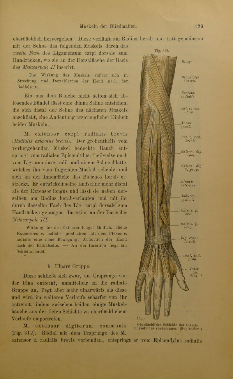 Fig. 312. \\\\ oberflächlich hervorgehen. Diese verläuft am Radius herab und tritt gemeinsam mit der Sehne des folgenden Muskels durch das zweite Fach des Ligamentum carpi dorsale zum Handrücken, wo sie an der Dorsalfläche der Basis des Metacarpale II inserirt. Die Wirkung des Muskels äußert sicli in Streckung und Dorsalflexion der Hand nacli der Radialseite. Ein aus dem Bauche nicht selten sich ab- lösendes Bündel lässt eine dünne Sehne entstehen, die sich distal der Sehne des nächsten Muskels anschließt, eine Andeutung ursprünglicher Einheit beider Muskeln. M. extensor carpi radialis brevis [Radialis externus brevis). Der großentheils vom vorhergehenden Muskel bedeckte Bauch ent- springt vom radialen Epicondylus, theihveise noch vom Lig. annulare radii und einem Sehnenblatte, welches ihn vom folgenden Muskel scheidet und sich an der Innenfläche des Bauches herab er- streckt. Er entwickelt seine Endsehne mehr distal als der Extensor longus und lässt sie neben der- selben am Radius herabverlaufen und mit ihr durch dasselbe Fach des Lig. carpi dorsale zum Handrücken gelangen. Insertion an der Basis des Metacarpale III. Wirkung der des Extensor longus ähnlich. Beide Extensores c. radiales produciren mit dem Flexor c. radialis eine neue Bewegung: Ahduction der Hand nach der Radialseite. — An der Insertion liegt ein Schleimheutel. I m ■ - Biceps Bracliialis in tern. ... Braclno- radialis Ext. c. rad. long. Ancon. quart. Ext. c. rad. brevis Extern, dig. com. Extern- dig. 7. prop. .. ülnaris externus .Abductor poll. I. Extens. p. brev. Extens. p. long. Lig. carpi dorsale .Ext. ind. prop. Inter- oss. dors. 1 b. Ulnare Gruppe. Diese schließt sich zwar, am Ursprünge von der Ulna entfernt, unmittelbar an die radiale Gruppe an, liegt aber mehr ulnarwärts als diese und wird im weiteren Verlaufe schärfer von ihr getrennt, indem zwischen beiden einige Muskel- bäuche aus der tiefen Schichte zu oberflächlichem Verlaufe emportreten. M. extensor digitorum communis (Fig. 312). Radial mit dem Ursprünge des M. extensor c. radialis brevis verbunden, entspringt er vom Epicondylus radialis / •»♦«V.l'J Oberflächliche Schichte der Streck- muskeln des Vorderarmes. (Supination.