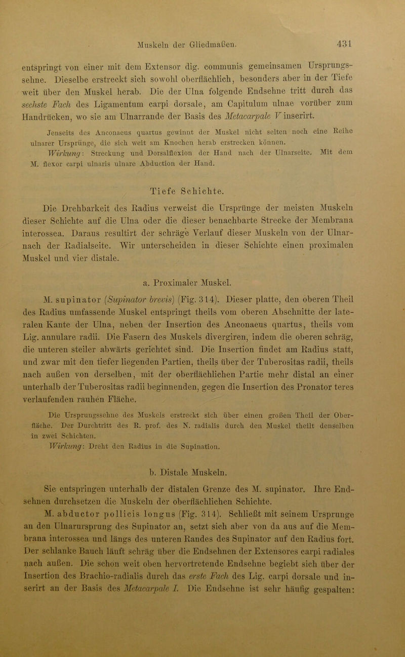 entspringt von einer mit dem Extensor dig. communis gemeinsamen Ursprungs- selme. Dieselbe erstreckt sich sowohl oberflächlich, besonders aber in der Tiefe weit über den Muskel herab. Die der Ulna folgende Endsehne tritt durch das sechste Fach des Ligamentum carpi dorsale, am Capitulum ulnae vorüber zum Handrücken, wo sie am Ulnarrande der Basis des Metacarpale V inserirt. Jenseits des Anconaeus quartus gewinnt der Muskel nickt selten noclx eine Reilie ulnarer Ursprünge, die sich weit am Knochen lierah erstrecken können. Wirkung: Streckung und Dorsalflexion der Hand nach der Ulnarseite. Mit dem M. flexor carpi ulnaris ulnare Akduction der Hand. Tiefe Schichte. Die Drehbarkeit des Radius verweist die Ursprünge der meisten Muskeln dieser Schichte auf die Ulna oder die dieser benachbarte Strecke der Membrana interossea. Daraus resultirt der seimige Verlauf dieser Muskeln von der Ulnar- nack der Radialseite. Wir unterscheiden in dieser Schichte einen proximalen Muskel und vier distale. a. Proximaler Muskel. M. supinator [Supinator brevis) (Fig. 314). Dieser platte, den oberen Theil des Radius umfassende Muskel entspringt tkeils vom oberen Abschnitte der late- ralen Kante der Ulna, neben der Insertion des Anconaeus quartus, tkeils vom Lig. annulare radii. Die Fasern des Muskels divergiren, indem die oberen schräg, die unteren steiler abwärts gerichtet sind. Die Insertion findet am Radius statt, und zwar mit den tiefer liegenden Partien, tkeils über der Tuberositas radii, tkeils nach außen von derselben, mit der oberflächlichen Partie mehr distal an einer unterhalb der Tuberositas radii beginnenden, gegen die Insertion des Pronator teres verlaufenden rauhen Fläche. Die Ursprungssehne des Muskels erstreckt sich über einen großen Theil der Ober- fläche. Der Durchtritt des R. prof. des N. radialis durch den Muskel theilt denselben in zwei Schichten. Wirkung: Dreht den Radius in die Supination. b. Distale Muskeln. Sie entspringen unterhalb der distalen Grenze des M. supinator. Ihre End- sehnen durchsetzen die Muskeln der oberflächlichen Schichte. M. abductor pollicis longus (Fig. 314). Schließt mit seinem Ursprünge au den Ulnarursprung des Supinator an, setzt sich aber von da aus auf die Mem- brana interossea und längs des unteren Randes des Supinator auf den Radius fort. Der schlanke Bauch läuft schräg über die Endsehnen der Extensores carpi radiales nach außen. Die schon weit oben hervortretende Endsehne begiebt sich über der Insertion des Brachio-radialis durch das erste Fach des Lig. carpi dorsale und in- serirt an der Basis des Metacarpale I. Die Endsehne ist sehr häufig gespalten: