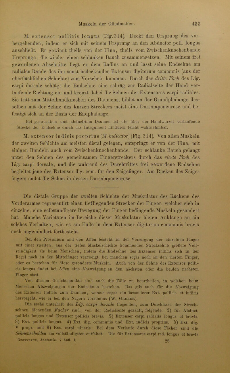 M. extensor pollicis longus (Fig. 314). Deckt den Ursprung des vor- hergehenden, indem er sich mit seinem Ursprung an den Abductor poll. longus anschließt. Er gewinnt theils von der Ulna, theils vom Zwischenknochenbande Ursprünge, die wieder einen schlanken Bauch zusammensetzen. Mit seinem frei gewordenen Abschnitte liegt er dem Radius an und lässt seine Endsehne am radialen Rande des ihn sonst bedeckenden Extensor digitorum communis (aus der oberflächlichen Schichte) zum Vorschein kommen. Durch das dritte Fach des Lig. carpi dorsale schlägt die Endsehne eine schräg zur Radialseite der Hand ver- laufende Richtung ein und kreuzt dabei die Sehnen der Extensores carpi radiales. Sie tritt zum Mittelhandknochen des Daumens, bildet an der Grundphalange des- selben mit der Sehne des kurzen Streckers meist eine Dorsalaponeurose und be- festigt sich an der Basis der Endphalange. Bei gestrecktem und abducirtem Daumen ist die über der Handwurzel verlaufende Strecke der Endsehne durch das Integument hindurch leicht wahrnehmbar. M. extensor indicis proprius (M.inclicator) (Fig. 314). Von allen Muskeln der zweiten Schichte am meisten distal gelegen, entspringt er von der Ulna, mit einigen Bündeln auch vom Zwischenknochenbande. Der schlanke Bauch gelangt unter den Sehnen des gemeinsamen Fingerstreckers durch das vierte Fach des Lig. carpi dorsale, und die während des Durchtrittes frei gewordene Endsehne begleitet jene des Extensor dig. com. für den Zeigefinger. Am Rücken des Zeige- fingers endet die Sehne in dessen Dorsalaponeurose. Die distale Gruppe der zweiten Schichte der Muskulatur des Rückens des Vorderarmes repräsentirt einen tiefliegenden Strecker der Finger, welcher sich in einzelne, eine selbständigere Bewegung der Finger bedingende Muskeln gesondert hat. Manche Varietäten im Bereiche dieser Muskulatur bieten Anklänge an ein solches Verhalten, wie es am Fuße in dem Extensor digitorum communis brevis noch ungemindert fortbesteht. Bei den Prosimiern und den Affen besteht in der Versorgung der einzelnen Finger mit einer zweiten, aus der tiefen Muskelschichte kommenden Strecksehne größere Voll- ständigkeit als beim Menschen, indem die Endsehne des Extensor indicis sich in der Regel noch an den Mittelfinger verzweigt, bei manchen sogar noch an den vierten Finger, oder es bestehen für diese gesonderte Muskeln. Auch von der Sehne des Extensor polli- cis longus findet bei Affen eine Abzweigung an den nächsten oder die beiden nächsten Finger statt. Von diesem Gesichtspunkte sind auch die Fälle zu beurtheilen, in welchen beim Menschen Abzweigungen der Endsehnen bestehen. Das gilt auch für die Abzweigung des Extensor indicis zum Daumen, woraus sogar ein besonderer Ext. pollicis et indicis hervorgeht, wie er bei den Nagern vorkommt (W. Gruber). Die sechs unterhalb des Lig. carpi dorsale liegenden, zum Durchlässe der Streck- sehnen dienenden Fächer sind, von der Radialseite gezählt, folgende: 1) für Abduct. pollicis longus und Extensor pollicis brevis. 2) Extensor carpi radialis longus et brevis. 3) Ext. pollicis longus. 4) Ext. dig. communis und Ext. indicis proprius. ö) Ext. dig. V propr. und 6) Ext. carpi ulnaris. Bei dem Verlaufe durch diese Fächer sind die Sehnenscheiden am vollständigsten entfaltet. Die für Extensores carpi rad. longus et brevis Gegenbaur, Anatomie. 7. Anfl. I. 28