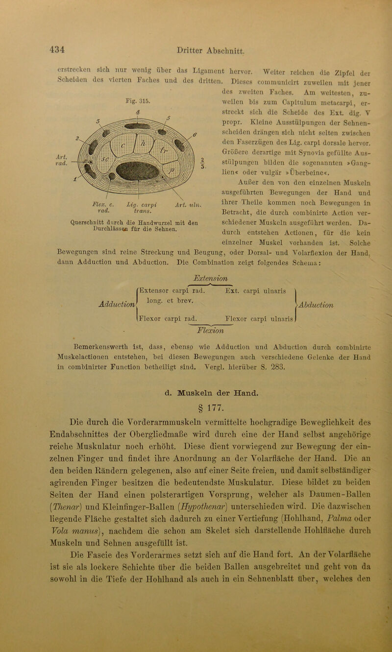 erstrecken Scheiden des vierten Faches Fig. 315. d- Flex. c. Lig. carpi Art. uln. rad. trans. Querschnitt durch die Handwurzel mit den Durchlässen für die Sehnen. Weiter reichen die Zipfel der Dieses coinmunicirt zuweilen mit jener des zweiten Faches. Am weitesten, zu- weilen his zum Capitulum metacarpi, er- streckt sich die Scheide des Ext. dig. Y propr. Kleine Ausstülpungen der Sehnen- scheiden drängen sich nicht selten zwischen den Faserzügen des Lig. carpi dorsale hervor. Größere derartige mit Synovia gefüllte Aus- stülpungen bilden die sogenannten »Gang- lien« oder vulgär »Überbeine«. Außer den von den einzelnen Muskeln ausgeführten Bewegungen der Hand und ihrer Theile kommen noch Bewegungen in Betracht, die durch combinirte Action ver- schiedener Muskeln ausgeführt werden. Da- durch entstehen Actionen, für die kein sich nur wenig über das Ligament hervor. und des dritten. einzelner Muskel vorhanden ist. Solche Bewegungen sind reine Streckung und Beugung, oder Dorsal- und Volarflexion der Hand, dann Adduction und Abduction. Die Combination zeigt folgendes Schema: Extension A (Extensor carpi rad. Ext. äkJ lone-et breT- Flexor carpi rad. carpi ulnaris Flexor carpi ulnaris j >Abduction Bemerkenswerth ist, dass, ebenso wie Adduction und Abduction durch combinirte Muskelactionen entstehen, bei diesen Bewegungen auch verschiedene Gelenke der Hand in combinirter Function betheiligt sind. Vergl. hierüber S. 283. d. Muskeln der Hand. § 177. Die durch die Vorderarmmuskeln vermittelte hochgradige Beweglichkeit des Endabschnittes der Obergliedmaße wird durch eine der Hand selbst angehörige reiche Muskulatur noch erhöht. Diese dient vorwiegend zur Bewegung der ein- zelnen Finger und findet ihre Anordnung an der Volarfläche der Hand. Die an den beiden Rändern gelegenen, also auf einer Seite freien, und damit selbständiger agirenden Finger besitzen die bedeutendste Muskulatur. Diese bildet zu beiden Seiten der Hand einen polsterartigen Vorsprung, welcher als Daumen-Ballen [Thenar) und Kleinfinger-Ballen (Hypothenar) unterschieden wird. Die dazwischen liegende Fläche gestaltet sich dadurch zu einer Vertiefung (Hohlhand, Pahna oder Vota manus), nachdem die schon am Skelet sich darstellende Hohlfläche durch Muskeln und Sehnen ausgefüllt ist. Die Fascie des Vorderarmes setzt sich auf die Hand fort. An der Volarfläche ist sie als lockere Schichte über die beiden Ballen ausgebreitet und geht von da sowohl in die Tiefe der Hohlhand als auch in ein Sehnenblatt über, welches den