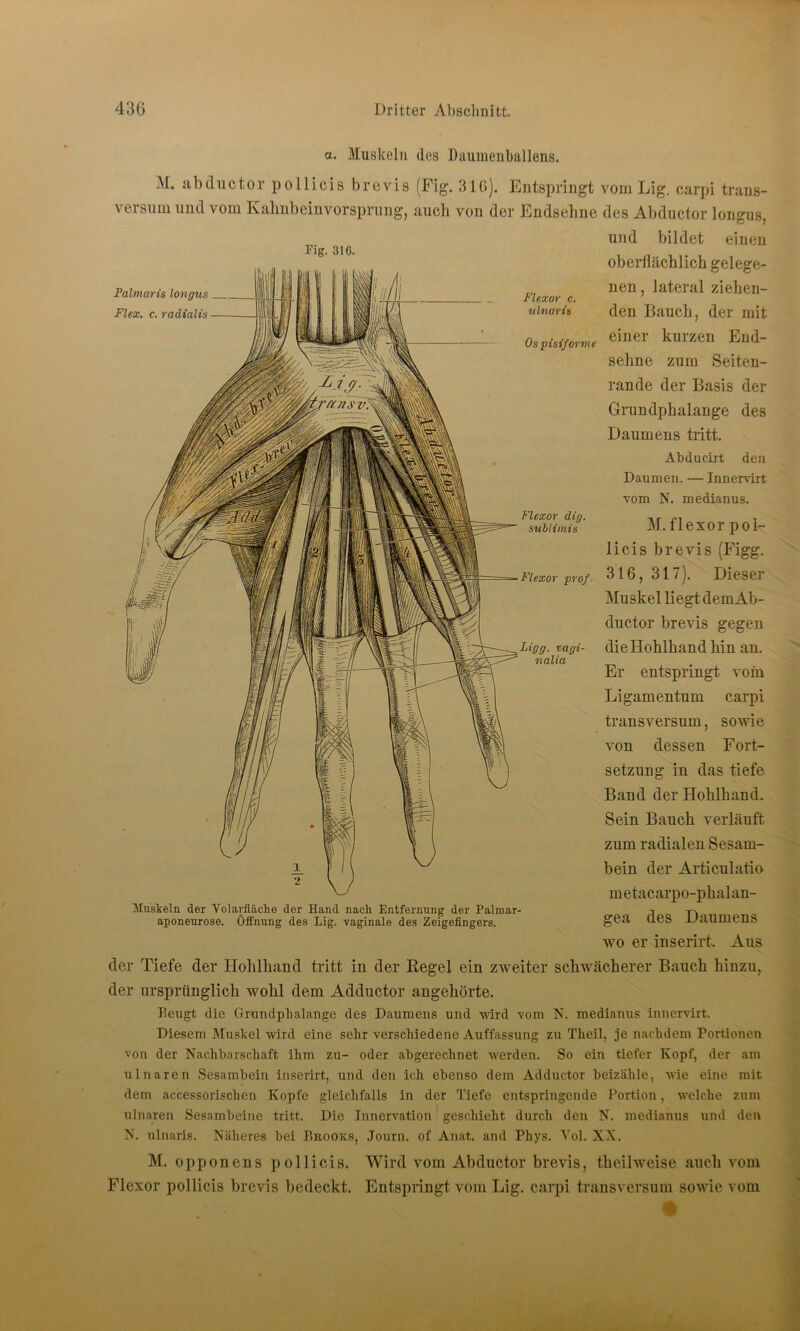 a. Muskeln des Daumenballens. M. abüuctor pollicis b re vis (Fig. 310). Entspringt vom Lig. carpi trans- versurn und vom Kahnbeinvorsprung, auch von der Endsehne des Abductor longus, und bildet einen oberflächlich gelege- Fig. 316. Palmaris longus Flex. c. radialis Flexor c. ulnaris nen, lateral ziehen- Os pisiforme Flexor dig. suhlimis Flexor prof. Ligg. vagi- nalia den Bauch, der mit einer kurzen End- sehne zum Seiten- rande der Basis der Grundphalange des Daumens tritt. Abdueirt den Daumen. — Innervirt vom N. medianus. M. flexor pol- licis brevis (Figg. 316, 317). Dieser Muskel liegt dem Ab- ductor brevis gegen die Hohlhand hin an. Er entspringt vom Ligamentum carpi transversum, sowie von dessen Fort- setzung in das tiefe Band der Hohlhand. Sein Bauch verläuft zum radialen Sesam- bein der Articulatio metacarpo-phalan- gea des Daumens wo er inserirt. Aus der Tiefe der Hohlhand tritt in der Regel ein zweiter schwächerer Bauch hinzu, der ursprünglich wohl dem Adductor angehörte. Beugt die Grundplialange des Daumens und wird vom N. medianus innervirt. Diesem Muskel wird eine sehr verschiedene Auffassung zu Theil, je nachdem Portionen von der Nachbarschaft ihm zu- oder abgerechnet werden. So ein tiefer Kopf, der am ulnaren Sesambein inserirt, und den ich ebenso dem Adductor beizähle, wie eine mit dem accessorischen Kopfe gleichfalls in der Tiefe entspringende Portion, welche zum ulnaren Sesambeine tritt. Die Innervation geschieht durch den N. medianus und den N. ulnaris. Näheres bei Brooks, Journ. of Anat. and Pliys. Vol. XX. M. oppouens pollicis. Wird vom Abductor brevis, theilweise auch vom Flexor pollicis brevis bedeckt. Entspringt vom Lig. carpi transversum sowie vom Muskeln der Volarfläche der Hand nach Entfernung der Palmar- aponeurose. Öffnung des Lig. vaginale des Zeigefingers.