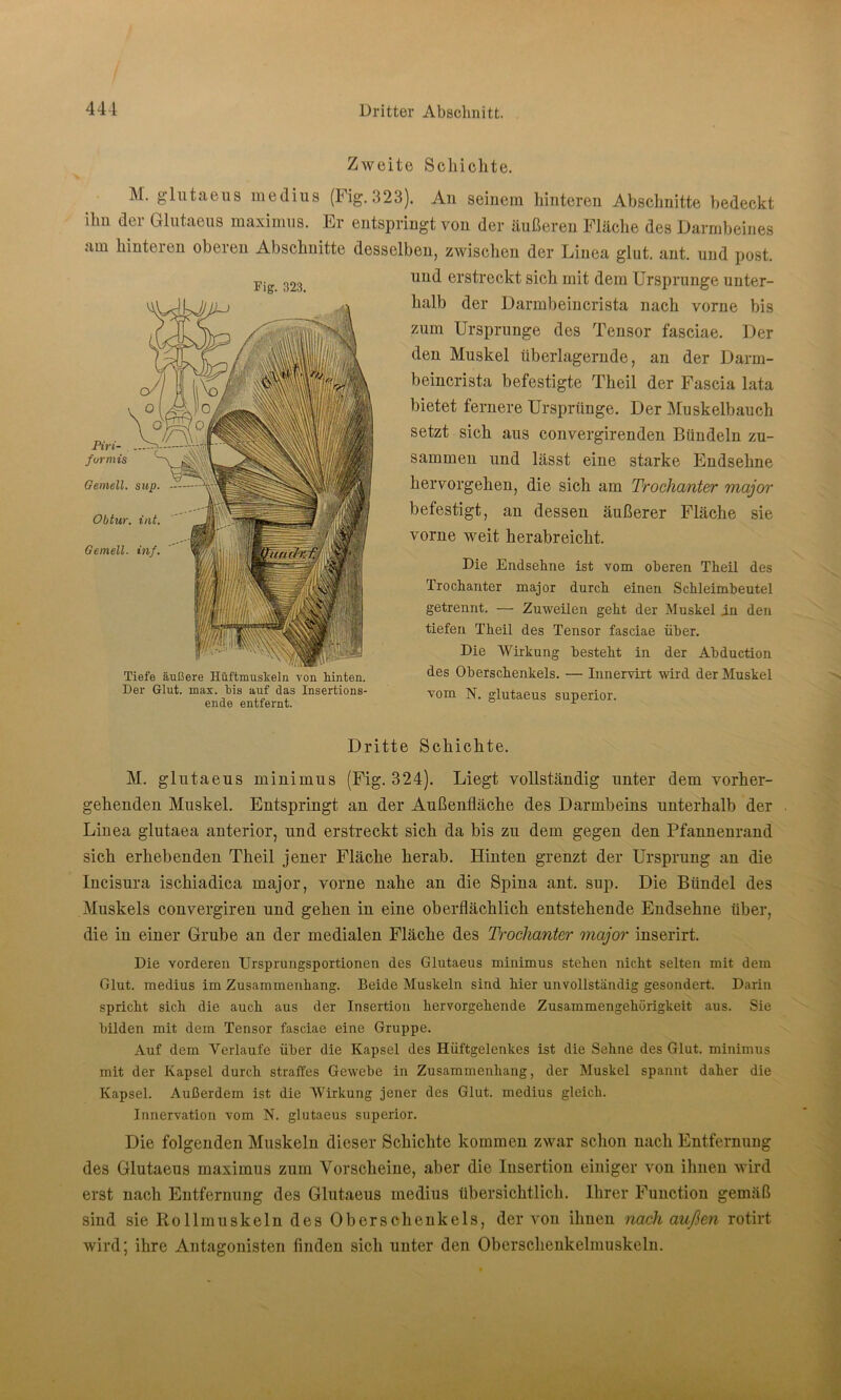 Zweite Schichte. Fig. 323. M. glutaeus medius (Fig. 323). An seinem hinteren Abschnitte bedeckt ihn der Glutaeus maximus. Er entspringt von der äußeren Fläche des Darmbeines am hinteren oberen Abschnitte desselben, zwischen der Linea glut. ant. und post. und erstreckt sich mit dem Ursprünge unter- halb der Darmbeincrista nach vorne bis zum Ursprünge des Tensor fasciae. Der den Muskel überlagernde, an der Darm- beincrista befestigte Theil der Fascia lata bietet fernere Ursprünge. Der Muskelbauch setzt sich aus convergirenden Bündeln zu- sammen und lässt eine starke Endsehne hervorgehen, die sich am Trochanter major befestigt, an dessen äußerer Fläche sie vorne weit herabreicht. Piri- formis Gemell. sup. Obtur. int. Gemell. inf. Tiefe äußere Hüftmuskeln von hinten. Der Glut. max. bis auf das Insertions- ende entfernt. Die Endsehne ist vom oberen Theil des Trochanter major durch einen Schleimbeutel getrennt. — Zuweilen geht der Muskel in den tiefen Theil des Tensor fasciae über. Die AVirkung besteht in der Abduction des Oberschenkels. — Innervirt wird der Muskel vom N. glutaeus superior. Dritte Schichte. M. glutaeus minimus (Fig. 324). Liegt vollständig unter dem vorher- gehenden Muskel. Entspringt an der Außenfläche des Darmbeins unterhalb der Linea glutaea anterior, und erstreckt sich da bis zu dem gegen den Pfannenrand sich erhebenden Theil jener Fläche herab. Hinten grenzt der Ursprung an die Incisura ischiadica major, vorne nahe an die Spina ant. sup. Die Bündel des Muskels convergiren und gehen in eine oberflächlich entstehende Endsehne über, die in einer Grube an der medialen Fläche des Trochanter major inserirt. Die vorderen Ursprungsportionen des Glutaeus minimus stehen nicht selten mit dem Glut, medius im Zusammenhang. Beide Muskeln sind hier unvollständig gesondert. Darin spricht sich die auch aus der Insertion hervorgehende Zusammengehörigkeit aus. Sie bilden mit dem Tensor fasciae eine Gruppe. Auf dem Verlaufe über die Kapsel des Hüftgelenkes ist die Sehne des Glut, minimus mit der Kapsel durch straffes Gewebe in Zusammenhang, der Muskel spannt daher die Kapsel. Außerdem ist die AVirkung jener des Glut, medius gleich. Innervation vom N. glutaeus superior. Die folgenden Muskeln dieser Schichte kommen zwar schon nach Entfernung des Glutaeus maximus zum Vorscheine, aber die Insertion einiger von ihnen wird erst nach Entfernung des Glutaeus medius übersichtlich. Ihrer Function gemäß sind sie Rollmuskeln des Oberschenkels, der von ihnen nach außen rotirt wird; ihre Antagonisten finden sich unter den Oberschenkelmuskeln.