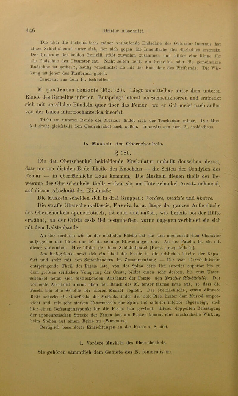 Die über die Incisura isch. minor verlaufende Endsehne des Obturator internus hat einen Schleimbeutel unter sich, der sich gegen die Innenfläche des Sitzbeines erstreckt. Der Ursprung der beiden Gemelli stößt zuweilen zusammen und bildet eine Rinne für die Endsehne des Obturator int. Nicht selten fehlt ein Gemellus oder die gemeinsame Endsehne ist getheilt; häufig verschmilzt sie mit der Endsehne des Piriformis. Die Wir- kung ist jener des Piriformis gleich. Innervirt aus dem PI. ischiadicus. M. quadratus femoris (Fig. 323). Liegt unmittelbar unter dem unteren Rande des Gemellus inferior. Entspringt lateral am Sitzbeinknorren und erstreckt sieb mit parallelen Bündeln quer über das Femur, wo er sich meist nach außen von der Linea intertrockanterica inserirt. Dicht am unteren Rande des Muskels findet sich der Trochanter minor, Der Mus- kel dreht gleichfalls den Oberschenkel nach außen. Innervirt aus dem PI. ischiadicus. b. Muskeln des Oberschenkels. § 180. Die den Oberschenkel bekleidende Muskulatur umhüllt denselben derart, dass nur am distalen Ende Theile des Knochens — die Seiten der Condylen des Femur — in oberflächliche Lage kommen. Die Muskeln dienen theils der Be- wegung des Oberschenkels, theils wirken sie, am Unterschenkel Ansatz nehmend, auf diesen Abschnitt der Gliedmaße. Die Muskeln scheiden sich in drei Gruppen: Vordere, mediale und hintere. Die straffe Oberschenkelfascie, Fascia lata, längs der ganzen Außenfläche des Oberschenkels aponeurotisch, ist oben und außen, wie bereits bei der Hüfte erwähnt, an der Crista ossis ilei festgeheftet, vorne dagegen verbindet sie sich mit dem Leistenbande. An der vorderen wie an der medialen Fläche hat sie den aponeurotischen Charakter aufgegeben und bietet nur leichte sehnige Einwebungen dar. An der Patella ist sie mit dieser verbunden. Hier bildet sie einen Schleimbeutel (Bursa praepatellaris). Am Kniegelenke setzt sich ein Theil der Fascie in die seitlichen Theile der Kapsel fort und steht mit den Seitenbändern im Zusammenhang. — Der vom Darmbeinkamm entspringende Theil der Fascia lata, von der Spina ossis ilei anterior superior bis zu dem größten seitlichen Vorsprung der Crista, bildet einen sehr derben, bis zum Unter- schenkel herab sich erstreckenden Abschnitt der Fascie, den Tractus ilio-tibialis. Der vorderste Abschnitt nimmt oben den Bauch des M. tensor fasciae latae auf, so dass die Fascia lata eine Scheide für diesen Muskel abgiebt. Das oberflächliche, etwas dünnere Blatt bedeckt die Oberfläche des Muskels, indes das tiefe Blatt hinter dem Muskel empor- zieht und, mit sehr starken Fasermassen zur Spina ilei anterior inferior abgezweigt, auch hier einen Befestigungspunkt für die Fascia lata gewinnt. Dieser doppelten Befestigung der aponeurotischen Strecke der Fascia lata am Becken kommt eine mechanische Wirkung beim Stehen auf einem Beine zu (Welcker). Bezüglich besonderer Einrichtungen an der Fascie s. S. 456. 1. Vordere Muskeln des Oberschenkels. Sie gehören sämmtlick dem Gebiete des N. femoralis an.