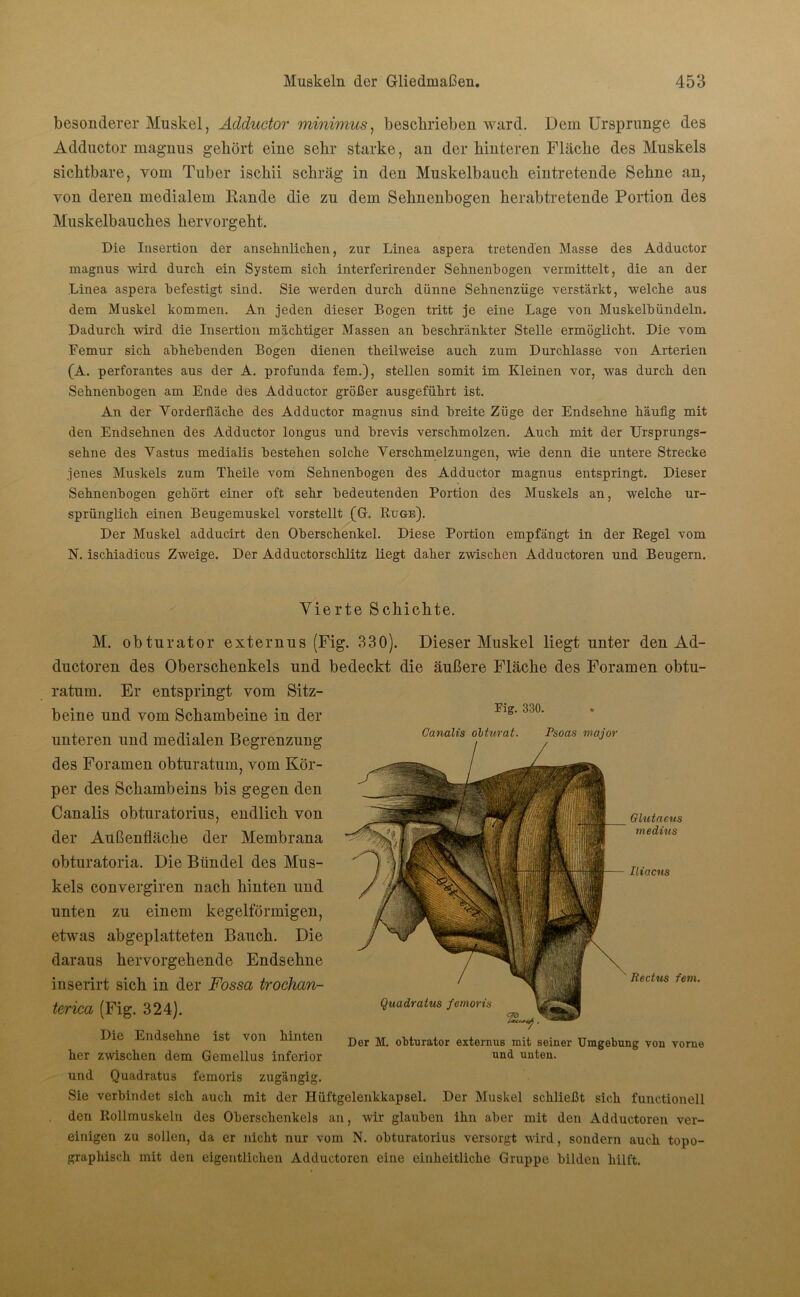 besonderer Muskel, Adductor minimus, beschrieben ward. Dem Ursprünge des Adductor magnus gehört eine sehr starke, an der hinteren Fläche des Muskels sichtbare, vom Tuber ischii schräg in den Muskelbauch eintretende Sehne an, von deren medialem Rande die zu dem Sehnenbogen herabtretende Portion des Muskelbauches hervorgeht. Die Insertion der ansehnlichen, zur Linea aspera tretenden Masse des Adductor magnus wird durch ein System sich interferirender Sehnenbogen vermittelt, die an der Linea aspera befestigt sind. Sie werden durch dünne Sehnenzüge verstärkt, welche aus dem Muskel kommen. An jeden dieser Bogen tritt je eine Lage von Muskelbündeln. Dadurch wird die Insertion mächtiger Massen an beschränkter Stelle ermöglicht. Die vom Femur sich abhebenden Bogen dienen theilweise auch zum Durchlässe von Arterien (A. perforantes aus der A. profunda fern.), stellen somit im Kleinen vor, was durch den Sehnenbogen am Ende des Adductor größer ausgeführt ist. An der Vorderfläche des Adductor magnus sind breite Züge der Endsehne häufig mit den Endsehnen des Adductor longus und brevis verschmolzen. Auch mit der Ursprungs- sehne des Vastus medialis bestehen solche Verschmelzungen, wie denn die untere Strecke jenes Muskels zum Theile vom Sehnenbogen des Adductor magnus entspringt. Dieser Sehnenbogen gehört einer oft sehr bedeutenden Portion des Muskels an, welche ur- sprünglich einen Beugemuskel vorstellt (Gr. Rüge). Der Muskel adducirt den Oberschenkel. Diese Portion empfängt in der Regel vom N. ischiadicus Zweige. Der Adductorschlitz liegt daher zwischen Adductoren und Beugern. Vierte Schickte. M. obturator externus (Fig. 330). Dieser Muskel liegt unter den Ad- ductoren des Oberschenkels und bedeckt die äußere Fläche des Foramen obtu- ratum. Er entspringt vom Sitz- beine und vom Schambeine in der Flg' m Glutaeus medius Iliacus unteren und medialen Begrenzung CanaUs Murat Ps°as maim' des Foramen obturatum, vom Kör- per des Schambeins bis gegen den Canalis obturatorius, endlich von der Außenfläche der Membrana obturatoria. Die Bündel des Mus- kels convergiren nach hinten und unten zu einem kegelförmigen, etwas abgeplatteten Bauch. Die daraus hervorgehende Endsehne inserirt sich in der Fossa trochan- terica (Fig. 324). Die Endsehne ist von hinten her zwischen dem Gemellus inferior und Quadratus femoris zugängig. Sie verbindet sich auch mit der Hüftgelenkkapsel. Der Muskel schließt sich functioneil den Rollmuskeln des Oberschenkels an, wir glauben ihn aber mit den Adductoren ver- einigen zu sollen, da er nicht nur vom N. obturatorius versorgt wird, sondern auch topo- graphisch mit den eigentlichen Adductoren eine einheitliche Gruppe bilden hilft. Rectus fern. Quadratus femoris Der M. obturator externus mit seiner Umgebung von vorne und unten.