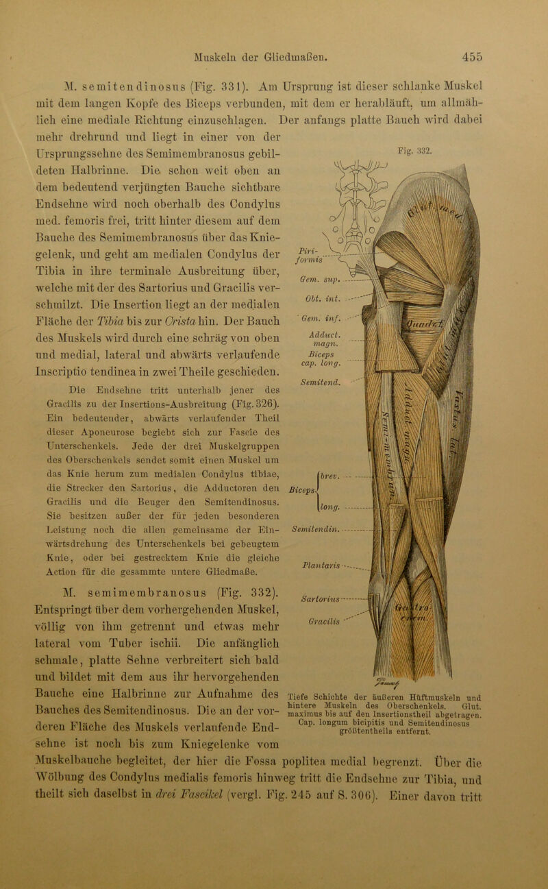 Fig. 332. Piri- formis Gern. sup. Obt. int. ' Gern. inf. Adduct. magn. Biceps cap. long. Semitend. M. semiten dinosus (Fig. 331). Am Ursprung ist dieser schlanke Muskel mit dem langen Kopfe des Biceps verbunden, mit dem er herabläuft, um allmäh- lich eine mediale Richtung einzuschlagen. Der anfangs platte Bauch wird dabei mehr drehrund und liegt in einer von der Ursprungssehne des Semimembranosus gebil- deten Halbrinne. Die schon weit oben an dem bedeutend verjüngten Bauehe sichtbare Endselme wird noch oberhalb des Condylus med. femoris frei, tritt hinter dieseui auf dem Bauche des Semimembranosus über das Knie- gelenk, und geht am medialen Condylus der Tibia in ihre terminale Ausbreitung über, welche mit der des Sartorius und Gracilis ver- schmilzt. Die Insertion liegt an der medialen Fläche der Tibia bis zur Cristahm. Der Bauch des Muskels wird durch eine schräg von oben und medial, lateral und abwärts verlaufende Inscriptio tendinea in zweiTheile geschieden. Die Endselme tritt unterhalb jener des Gracilis zu der Insertions-Ausbreitung (Fig. 326). Ein bedeutender, abwärts verlaufender Theil dieser Aponeurose begiebt sich zur Eascie des Unterschenkels. Jede der drei Muskelgruppen des Oberschenkels sendet somit einen Muskel um das Knie herum zum medialen Condylus tibiae, die Strecker den Sartorius, die Adductoren den Gracilis und die Beuger den Semitendinosus. Sie besitzen außer der für jeden besonderen Leistung noch die allen gemeinsame der Ein- wärtsdrehung des Unterschenkels bei gebeugtem Knie, oder bei gestrecktem Knie die gleiche Action für die gesammte untere Gliedmaße. M. semimembranosus (Fig. 332). Entspringt über clem vorhergehenden Muskel, völlig von ihm getrennt und etwas mehr lateral vom Tuber ischii. Die anfänglich schmale, platte Sehne verbreitert sich bald und bildet mit dem aus ihr hervorgehenden Bauche eine Halbrinne zur Aufnahme des Bauches des Semitendinosus. Die an der vor- deren Fläche des Muskels verlaufende End- sehne ist noch bis zum Kniegelenke vom Muskelbauche begleitet, der hier die Fossa poplitea medial begrenzt. Über die Wölbung des Condylns medialis femoris hinweg tritt die Endsehne zur Tibia, und theilt sich daselbst in drei Fasdkel (vergl. Fig. 245 auf S. 306). Einer davon tritt Biceps-l Semit endin Plantaris Sartorius brev. [long. Gracilis Tiefe Schichte der äußeren Hüftmuskeln und hintere Muskeln des Oberschenkels. Glut, maximus bis auf den Insertionstheil abgetragen. Cap. longum bicipitis und Semitendinosus größtentheils entfernt.