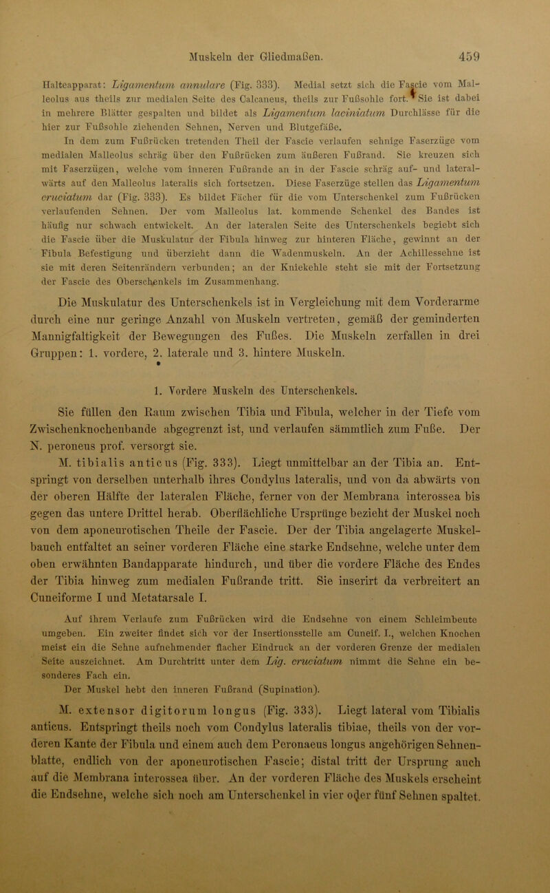 Halteapparat: Ligamentum annulare (Fig. 333). Medial setzt sich die Fascie vom Mal- leolus aus tlieils zur medialen Seite des Calcaneus, tlieils zur Fußsohle fort.*Sie ist dabei in mehrere Blätter gespalten und bildet als Ligamentum laciniatum Durchlässe für die hier zur Fußsohle ziehenden Sehnen, Nerven und Blutgefäße. In dem zum Fußrücken tretenden Theil der Fascie verlaufen sehnige Faserziige vom medialen Malleolus schräg über den Fußrücken zum äußeren Fußrand. Sie kreuzen sich mit Faserzügen, welche vom inneren Fußrande an in der Fascie schräg auf- und lateral- wärts auf den Malleolus lateralis sich fortsetzen. Diese Faserzüge stellen das Ligamentum crueiatum dar (Fig. 333). Es bildet Fächer für die vom Unterschenkel zum Fußrücken verlaufenden Sehnen. Der vom Malleolus lat. kommende Schenkel des Bandes ist häufig nur schwach entwickelt. An der lateralen Seite des Unterschenkels begiebt sich die Fascie über die Muskulatur der Fibula hinweg zur hinteren Fläche, gewinnt an der Fibula Befestigung und überzieht dann die Wadenmuskeln. An der Achillessehne ist sie mit deren Seitenrändern verbunden; an der Kniekehle steht sie mit der Fortsetzung der Fascie des Oberschenkels im Zusammenhang. Die Muskulatur des Unterschenkels ist in Vergleichung mit dem Vorderarme durch eine nur geringe Anzahl von Muskeln vertreten, gemäß der geminderten Mannigfaltigkeit der Bewegungen des Fußes. Die Muskeln zerfallen in drei Gruppen: 1. vordere, 2. laterale und 3. hintere Muskeln. 1. Vordere Muskeln des Unterschenkels. Sie füllen den Raum zwischen Tibia und Fibula, welcher in der Tiefe vom Zwischenknochenbande abgegrenzt ist, und verlaufen sämmtlich zum Fuße. Der N. peroneus prof. versorgt sie. M. tibialis anticus (Fig. 333). Liegt unmittelbar an der Tibia an. Ent- springt von derselben unterhalb ihres Conclylus lateralis, und von da abwärts von der oberen Hälfte der lateralen Fläche, ferner von der Membrana interossea bis gegen das untere Drittel herab. Oberflächliche Ursprünge bezieht der Muskel noch von dem aponeurotischen Theile der Fascie. Der der Tibia angelagerte Muskel- bauch entfaltet an seiner vorderen Fläche eine starke Endsehne, welche unter dem oben erwähnten Bandapparate hindurch, und über die vordere Fläche des Endes der Tibia hinweg zum medialen Fußrande tritt. Sie inserirt da verbreitert an Cuneiforme I und Metatarsale I. Auf ihrem Verlaufe zum Fußrücken wird die Endsehne von einem Sclileimbeute umgeben. Ein zweiter findet sich vor der Insertionsstelle am Cuneif. I., welchen Knochen meist ein die Sehne aufnehmender flacher Eindruck an der vorderen Grenze der medialen Seite auszeichnet. Am Durchtritt unter dem Lig. crueiatum nimmt die Sehne ein be- sonderes Fach ein. Der Muskel hebt den inneren Fußrand (Supination). M. extensor digitorum longus (Fig. 333). Liegt lateral vom Tibialis anticus. Entspringt theils noch vom Condylus lateralis tibiae, theils von der vor- deren Kante der Fibula und einem auch dem Peronaeus longus angehörigen Sehnen- blatte, endlich von der aponeurotischen Fascie; distal tritt der Ursprung auch auf die Membrana interossea über. An der vorderen Fläche des Muskels erscheint die Endsehne, welche sich noch am Unterschenkel in vier o<Jer fünf Sehnen spaltet.