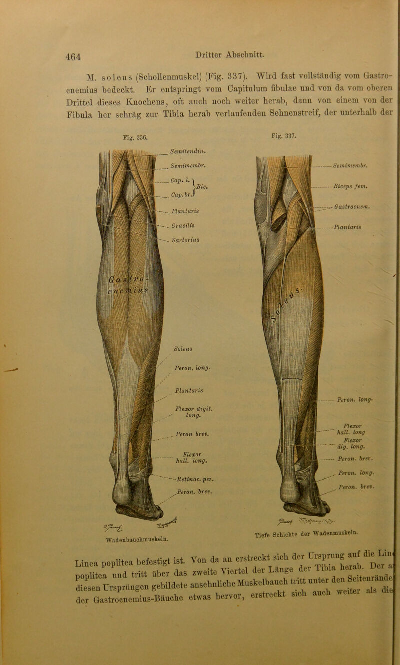 M. so lens (Schollenmuskel) (Fig. 337). Wird fast vollständig vom Gastro- cnemius bedeckt. Er entspringt vom Capitulnm fibulae und von da vom oberen Drittel dieses Knochens, oft auch noch weiter herab, dann von einem von der Fibula her schräg zur Tibia herab verlaufenden Sehnenstreif, der unterhalb der Fig. 336. Semitendin. Semimembr. Cap. I. ^ j.Bic. Cap. br.) Plantaris Gracilis Sartorius Peron. long- Plantaris Flexor digit. long. Peron brev. Flexor hall. long. -Retinae, per. .Peron. brev. Soleus Wadenhauchmuskeln. Fig. 337. Semimembr. Biceps fern. Gastrocnem. Plantaris Tiefe Schichte der Wadenmuskeln. Peron. long- Flexor hall, long Flexor dig. long. Peron- brev. Peron. long. Peron. brev. / Linea poplitea befestigt ist. Von da an erstreckt sieh der Sprung auf die Lin noülitea und tritt über das zweite Viertel dei Länge dei i i diesen Ursprüngen gebildete ansehnliche Muskelbauch tritt unter den ei em an^e der Oastrocnemius-Bäuche etwas hervor, erstreckt sich au