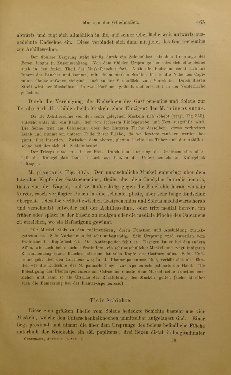 abwärts und fügt sich allmählich in die, auf seiner Oberfläche weit aufwärts aus- gedehnte Endsehne ein. Diese verbindet sich dann mit jener des Gastrocnemius zur Achillessehne. Der fibulare Ursprung stellt liäufig durch, ein Sehnenblatt mit dem Ursprünge des Peron. longus in Zusammenhang. Yon dem tibialen Ursprünge her setzt sich eine Sehne auch in den freien Theil des Muskelbauches fort. Auch die Endsehne senkt sich ins Innere des Bauches und kommt, mit einem starken Streifen bis in die Nähe des Capi- tulum iibulae aufwärts steigend, auch an der Vorderfläche zum Vorschein. Durch diesen Streif wird der Muskelbauch in zwei Portionen getlieilt und erscheint an der Vorderfläche gefledert. Durch die Vereinigung der Endsehnen des Gastrocnemius und Soleus zur Tendo Achillis bilden beide Muskeln einen Einzigen: den M. triceps surae. Da die Achillessehne von den tiefer gelegenen Muskeln sich abhebt (vergl. Fig. 340), entsteht unter ihr ein Raum, der von lockerem Bindegewebe und Fett ausgefüllt wird. Die Sehne tritt am Calcaneus, über der hinteren Fläche desselben, etwas verbreitert herab und nimmt am unteren Ende dieser Fläche,' da wo letztere rauh zu werden be- ginnt , ihre Insertion. Zwischen dem oberen, glatten Theile des Tuber und der Achilles- sehne befindet sich ein Schleimbeutel. Der Triceps surae streckt den Fuß. Durch den Ursprung des Gastrocnemius ober- halb des Kniegelenkes kann er auch zur Flexion des Unterschenkels im Kniegelenk beitragen. M. plantaris (Fig. 337). Der unansehnliche Muskel entspringt über dem lateralen Kopfe des Gastrocnemius , theils über dem Condylus lateralis femoris, theils von der Kapsel, und verläuft schräg gegen die Kniekehle herab, wo sein kurzer, rasch verjüngter Bauch in eine schmale, platte, aber sehr lange Endsehne übergeht. Dieselbe verläuft zwischen Gastrocnemius und Soleus medialwärts herab und verschmilzt entweder mit der Achillessehne, oder tritt medial hervor, um früher oder später in der Fascie zu endigen oder die mediale Fläche des Calcaneus zu erreichen, wo sie Befestigung gewinnt. Der Muskel zählt zu den rudimentären, deren Function und Ausbildung zurück- getreten ist. Sein Vorkommen ist sehr unbeständig. Sein Ursprung wird zuweilen vom Gastrocnemius-Kopfe bedeckt. Den Anthropoiden fehlt er. Dagegen ist er bei den andern Affen, wie auch bei manchen Prosimiern, ein sehr ansehnlicher Muskel und zeigt innigeren Zusammenhang seines Bauches mit dem lateralen Kopfe des Gastrocnemius. Seine End- sehne geht über den Calcaneus weg in die Plantaraponeurose über, verhält sich also ähn- lich wie die Endsehne des M. palmaris longus zur Aponeurosis palmaris der Hand. Die Befestigung der Plantaraponeurose am Calcaneus musste dem Muskel seine Function ent- ziehen und kann so als Ursache der Rückbildung des Muskels gelten (siehe hierüber auch die Bemerkung bei der Plantar-Aponeurose.) Tiefe Schichte. Diese zum größten Theile vom Soleus bedeckte Schichte besteht aus vier Muskeln, welche den Unterschenkelknochen unmittelbar aufgelagert sind. Einer liegt proximal und nimmt die über dem Ursprünge des Soleus befindliche Fläche unterhalb der Kniekehle ein (M. popliteus), drei liegen distal in longitudinaler Gegenbaur, Anatomie. 7. Aufl. I. on