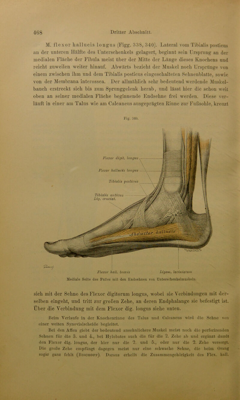 M. flexor hallucis longus (Figg. 338, 340). Lateral vom Tibialis posticus an der unteren Hälfte des Unterschenkels gelagert, beginnt sein Ursprung an der medialen Fläche der Fibula meist über der Mitte der Länge dieses Knochens und reicht zuweilen weiter hinauf. Abwärts bezieht der Muskel noch Ursprünge von einem zwischen ihm und dem Tibialis posticus eingeschalteten Sehneublatte, sowie von der Membrana interossea. Der allmählich sehr bedeutend werdende Muskel- bauch erstreckt sich bis zum Sprunggelenk herab, und lässt hier die schon weit oben an seiner medialen Fläche beginnende Endsehne frei werden. Diese ver- läuft in einer am Talus wie am Calcaneus ausgeprägten Rinne zur Fußsohle, kreuzt Fig. 340. Flexor hall, brevis Ligam. laciniatum Mediale Seite des Fußes mit den Endselinen von Untersehenkelmuskeln. sich mit der Sehne des Flexor digitorum longus, wobei sie Verbindungen mit der- selben eingeht, und tritt zur großen Zehe, an deren Endphalange sie befestigt ist. Über die Verbindung mit dem Flexor dig. longus siehe unten. Beim Verlaufe in der Knoclienrinne des Talus und Calcaneus wird die Sehne von einer weiten Synovialscheide begleitet. Bei den Affen giebt der bedeutend ansehnlichere Muskel meist noch die perforirenden Sehnen für die 3. und 4., bei Hylobates auch die für die 2. Zehe ab und ergänzt damit den Flexor dig. longus, der hier nur die 2. und 5., oder nur die 2. Zehe versorgt. Die große Zehe empfängt dagegen meist nur eine schwache Sehne, die beim Orang sogar ganz fehlt (Bischoff). Daraus erhellt die Zusammengehörigkeit des Flex. hall.