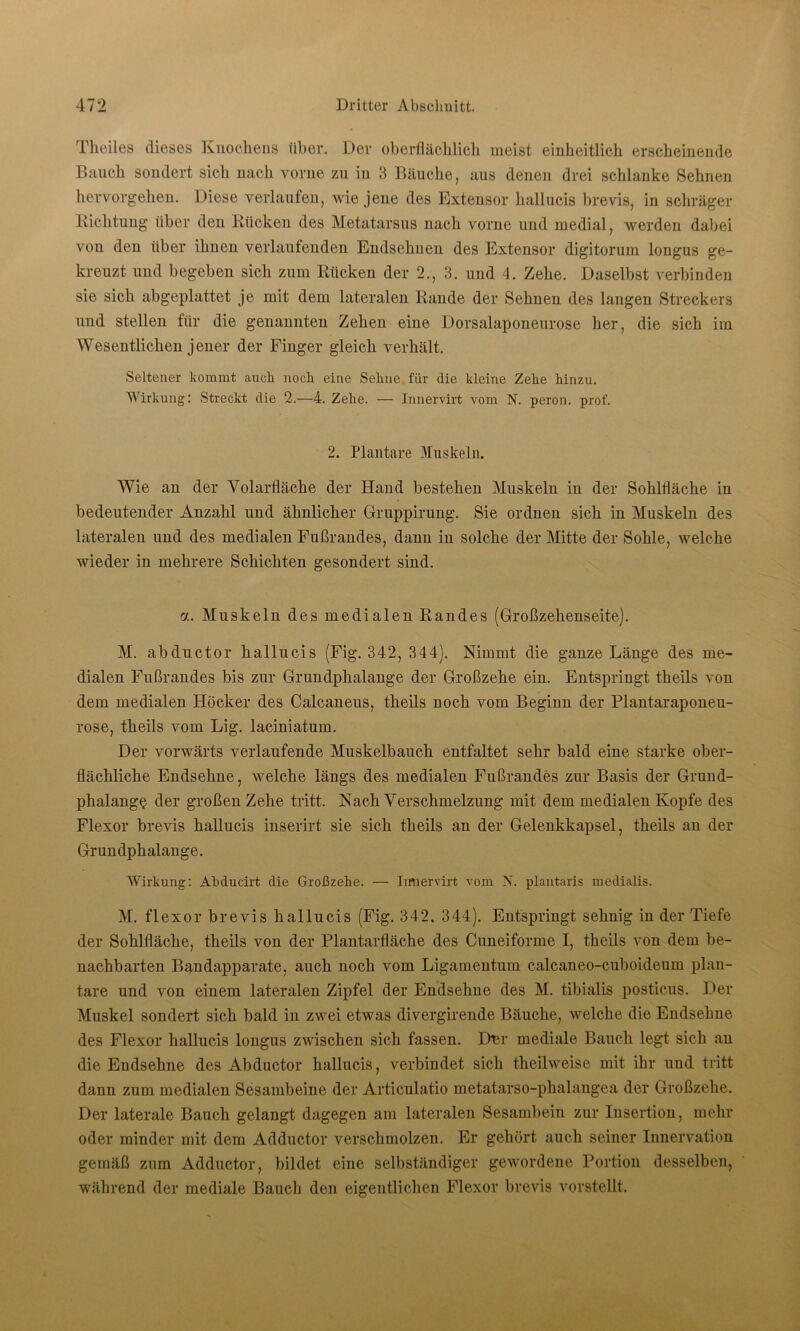 Theiles dieses Knochens über. Der oberflächlich meist einheitlich erscheinende Bauch sondert sich nach vorne zu in 3 Bäuche, aus denen drei schlanke Sehnen hervorgehen. Diese verlaufen, wie jene des Extensor hallucis brevis, in schräger Richtung über den Rücken des Metatarsus nach vorne und medial, werden dabei von den über ihnen verlautenden Endsehnen des Extensor digitorum longus ge- kreuzt und begeben sich zum Rücken der 2., 3. und 4. Zehe. Daselbst verbinden sie sich abgeplattet je mit dem lateralen Rande der Sehnen des langen Streckers und stellen für die genannten Zehen eine Dorsalaponeurose her, die sich im Wesentlichen jener der Finger gleich verhält. Seltener kommt auch noch eine Sehne für die kleine Zehe hinzu. Wirkung: Streckt die 2.—4. Zehe. — Innervixt vom N. peron. prof. 2. Plantare Muskeln. Wie an der Volarfläche der Hand bestehen Muskeln iu der Sohlfläche in bedeutender Anzahl und ähnlicher Gruppirung. Sie ordnen sich in Muskeln des lateralen und des medialen Fußrandes, dann in solche der Mitte der Sohle, welche wieder iu mehrere Schichten gesondert sind. a. Muskeln des medialeu Randes (Großzehenseite). M. abductor hallucis (Fig. 342, 344). Nimmt die ganze Länge des me- dialen Fußrandes bis zur Grundphalange der Großzehe ein. Entspringt theils von dem medialen Höcker des Calcaneus, theils noch vom Beginn der Plantaraponeu- rose, theils vom Lig. laciniatum. Der vorwärts verlaufende Muskelbauch entfaltet sehr bald eine starke ober- flächliche Endsehne, welche längs des medialen Fußrandes zur Basis der Grund- phalangö der großen Zehe tritt. Nach Verschmelzung mit dem medialen Kopfe des Flexor brevis hallucis inserirt sie sich theils an der Gelenkkapsel, theils an der Grundphalange. Wirkung: Abducirt die Großzehe. — Irmervirt vom N. plantaris medialis. M. flexor brevis hallucis (Fig. 342. 344). Entspringt sehnig in der Tiefe der Sohlfläche, theils von der Plantarfläche des Cuneiforme I, theils von dem be- nachbarten Bandapparate, auch noch vom Ligamentum calcaneo-cuboideum plan- tare und von einem lateralen Zipfel der Endsehne des M. tibialis posticus. Der Muskel sondert sich bald in zwei etwas divergirende Bäuche, welche die Endselme des Flexor hallucis longus zwischen sich fassen. Dnr mediale Bauch legt sich an die Endsehne des Abductor hallucis, verbindet sich theilweise mit ihr und tritt dann zum medialen Sesambeine der Articulatio metatarso-phalangea der Großzehe. Der laterale Bauch gelangt dagegen am lateralen Sesambein zur Insertion, mehr oder minder mit dem Adductor verschmolzen. Er gehört auch seiner Innervation gemäß zum Adductor, bildet eine selbständiger gewordene Portion desselben, während der mediale Bauch den eigentlichen Flexor brevis vorstellt.