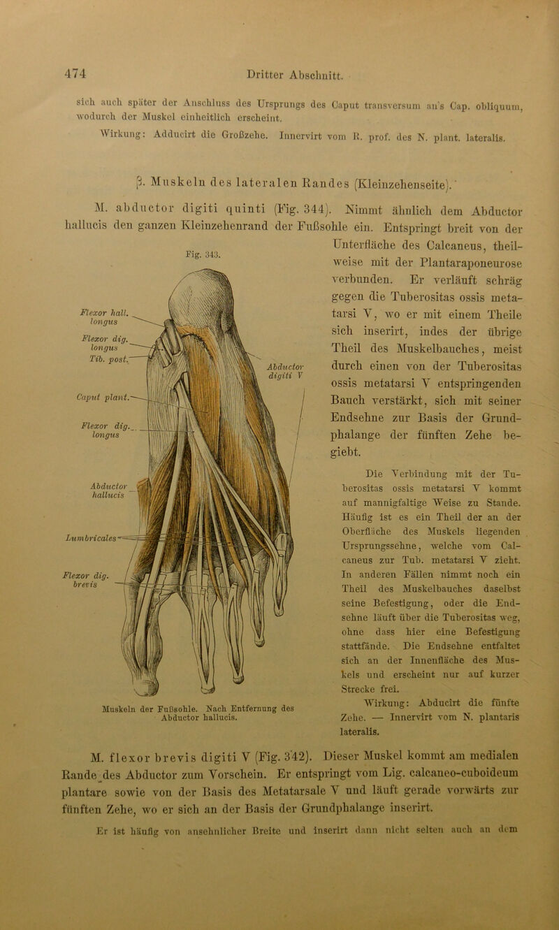 sich auch spater der Anschluss des Ursprungs des Caput transversurn ans Cap. obliquum, wodurch der Muskel einheitlich erscheint. Wirkung. Adducirt die Großzehe. Innervirt vom R. prof. des N. plant, lateralis. Fig. 343. {j. Muskeln des lateralen Randes (Kleinzehenseite). ’ M. abductor digiti qninti (Fig. 344). Nimmt ähnlich dem Abductor hallueis den ganzen Kleinzehenrand der Fußsohle ein. Entspringt breit von der Unterfläche des Oalcaneus, theil- weise mit der Plantaraponeurose verbunden. Er verläuft schräg gegen die Tuberositas ossis meta- tarsi V, wo er mit einem Th eile sich inserirt, indes der übrige Theil des Muskelbauches, meist durch einen von der Tuberositas ossis metatarsi V entspringenden Bauch verstärkt, sich mit seiner Endsehne zur Basis der Grund- phalange der fünften Zehe be- giebt. Flexor hall longus Flexor dig, longus Tib. post. Caput plant Abductor digiti V Flexor dig._ longus Abductor hallueis Lumbricäles Flexor dig. brevis Muskeln der Fußsohle. Nach Entfernung des Abductor hallueis. Die Verbindung mit der Tu- berositas ossis metatarsi Y kommt auf mannigfaltige Weise zu Stande. Häufig ist es ein Theil der an der Oberfläche des Muskels liegenden Ursprungssehne, welche vom Cal- caneus zur Tub. metatarsi Y zieht. In anderen Fällen nimmt noch ein Theil des Muskelbauches daselbst seine Befestigung, oder die End- sehne läuft über die Tuberositas weg, ohne dass hier eine Befestigung stattfände. Die Endsehne entfaltet sich an der Innenfläche des Mus- kels und erscheint nur auf kurzer Strecke frei. Wirkung: Abducirt die fünfte Zehe. — Innervirt vom N. plantaris lateralis. M. fl ex or brevis digiti V (Fig. 3'42). Dieser Muskel kommt am medialen Rande des Abductor zum Vorschein. Er entspringt vom Lig. calcaneo-cuboideum plantare sowie von der Basis des Metatarsale V und läuft gerade vorwärts zur fünften Zehe, wo er sich an der Basis der Grundphalange inserirt. Er ist häufig von ansehnlicher Breite und inserirt dann nicht selten auch an dem