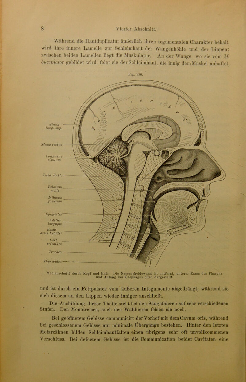Während die Hnutduplicatnr äußerlicli ihren tegiiraeutalen Charakter behält, wird ihre innere Lamelle zur Schleimhaut der Wangenhbhle und der Lippen; zwischen beiden Lamellen liegt die Muskulatur. An der Wange, wo sie vom M. hucänator gebildet wird, folgt sie der Schleimhaut, die innig dem Muskel auhaftet. Fig. nr>o. Sinns long. snp. Sinns rectus Conflnens sinmim Tnha Eust. Palatum molle Isthmus faticinm Epiglottis Ä ditus laryngis Basis OSSis hyoidei Cart. cricoides Trachea Thyreoidea Medianschnitt durch Kopf und Hals. Die Nasenscheidewand ist entfernt, unterer Kaum des Phar3'nx und Anfang des Ösophagus offen dargestellt. und ist durch ein Fettpolster vom äußeren Integumente abgedrängt, während sie sich diesem an den Lippen wieder inniger anschließt. Die Ausbildung dieser Theile steht bei den Säugethieren auf sehr verschiedenen Stufen. Den Mouotremen, auch den Walthieren fehlen sie noch. Bei geöffnetem Gebisse communicirt der Vorhof mit demCavum oris, während bei geschlossenem Gebisse nur minimale Übergänge bestehen. Hinter den letzten Molarzähnen bilden Schleimhautfalten einen übrigens sehr oft unvollkommenen Verschluss. Bei defectem Gebisse ist die Communicatioii beider Cavitäten eine