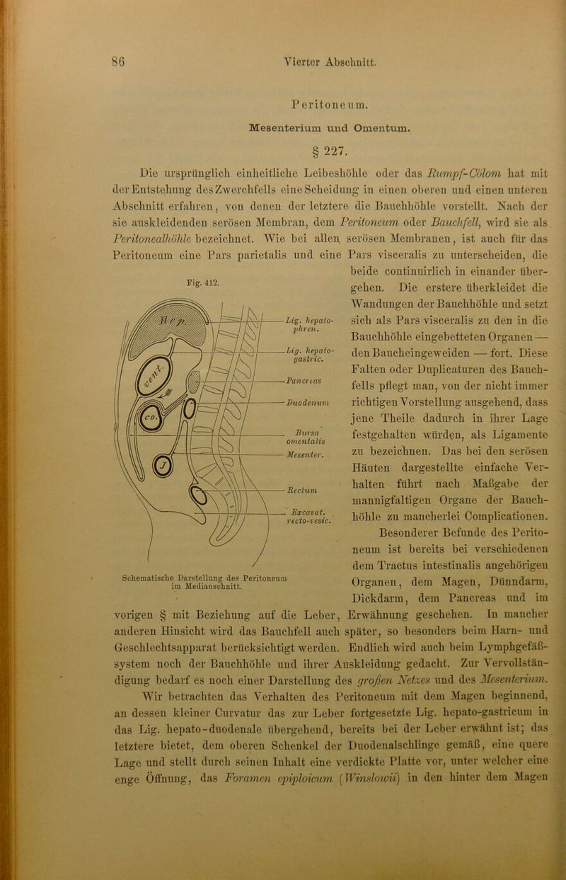 P eritone um. Mesenterium und Omentum. § 227. Die ursprüiiglicli einheitliche Leibeshöhle oder das Rumpf-Culom hat mit der Entstehimg des Zwerchfells eine Scheidung in einen oberen und einen unteren Abschnitt erfahren, von denen der letztere die Bauchhöhle vorstellt. Kacli der sie auskleidendeu serösen Membran, dem Peritoneum oder Bauchfell, wird sie als PmYonea//(fö7ifo bezeichnet. Wie bei allen serösen Membranen, ist auch für das Pars visceralis zu unterscheiden, die beide continuirlich in einander über- gehen. Die erstere überkleidet die Wandungen der Bauchhöhle und setzt sich als Pars visceralis zu den in die Bauchhöhle eingebetteten Organen — den Baucheingeweiden — fort. Diese Falten oder Duplicaturen des Bauch- fells pflegt man, von der nicht immer richtigen Vorstellung ausgehend, dass jene Theile dadurch in ihrer Lage festgehalten würden, als Ligamente zu bezeichnen. Das bei den serösen Häuten dargestellte einfache Ver- halten führt nach Maßgabe der mannigfaltigen Organe der Bauch- höhle zu mancherlei Complicationeu. Besonderer Befunde des Perito- neum ist bereits bei verschiedenen dem Tractus intestinalis angehörigen Organen, dem Magen, Dünndarm, Dickdarm, dem Pancreas und im Erwähnung geschehen. In mancher anderen Hinsicht wird das Bauchfell auch später, so besonders beim Harn- und Geschlechtsapparat berücksichtigt werden. Endlich wird auch beim Lymphgefäß- system noch der Bauchhöhle und ihrer Auskleidung gedacht. Zur Vervollstän- digung bedarf es noch einer Darstellung des großen Netzes und des Mesenterium. Wir betrachten das Verhalten des Peritoneum mit dem Magen beginnend, an dessen kleiner Curvatur das zur Leber fortgesetzte Lig. hepato-gastricum in das Lig. hepato-duodenale übergehend, bereits bei der Leber erwähnt ist; das letztere bietet, dem oberen Schenkel der Duodenalschlinge gemäß, eine quere Lage und stellt durch seinen Inhalt eine verdickte Platte vor, unter welcher eine enge Öfluuiig, das Foramen cjnploicum [WinsJoivii) in den hinter dem Magen Peritoneum eine Pars parietalis und eine Fig. 412. Lig. hepato- phren. Lig. hepato- gastric. Pancreas Buodenum Bursa omentalis Mesenter. Beetem Excavat. recto-vesic. Schematisclie Darstellung des Peritoneum im Medianschnitt. vorigen § mit Beziehung auf die Leber,
