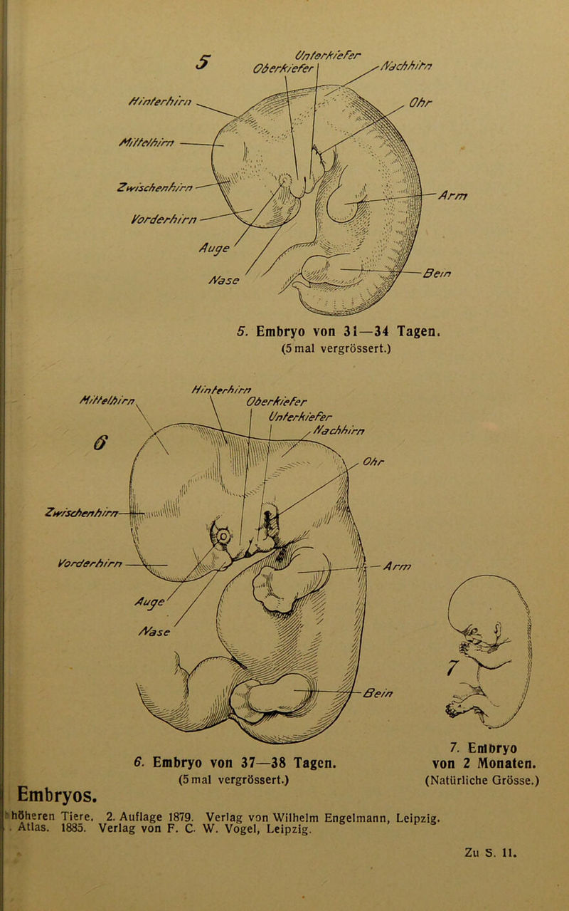 Af/YMA/rrj 5. Embryo von 31—34 Tagen, (5 mal vergrössert.) (YnYerA/efer OderA/efcr I ^/VucAA/rn Ohr YY/nYerh/rJi ZM'/scherh/'rn yorderh/rn Auge YVase Ar/rt Bern Y/mYerY/rr? YorcYerhYrn —- Arm AfYYYeYh/rn OöerA/eAer UnYerk/efer YYacJiYiirn OYrr 6. Embryo von 37—38 Tagen. (5 mal vergrössert.) Embryos. 7. Embryo von 2 Monaten. (Natürliche Grösse.) höheren Tiere. 2. Auflage 1879. Verlag von Wilhelm Engelmann, Leipzig. . Atlas. 1885. Verlag von F. C- W. Vogel, Leipzig.