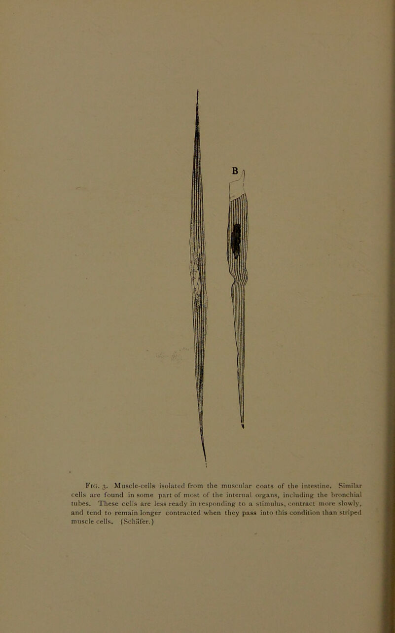 Fir,. 3. Muscle-cells isolated from the muscular coats of the intestine. Similar cells are found in some part of most of the internal organs, including the bronchial tubes. These cells are less ready in responding to a stimulus, contract more slowly, and tend to remain longer contracted when they pass into this condition than striped muscle cells. (Schiifer.)