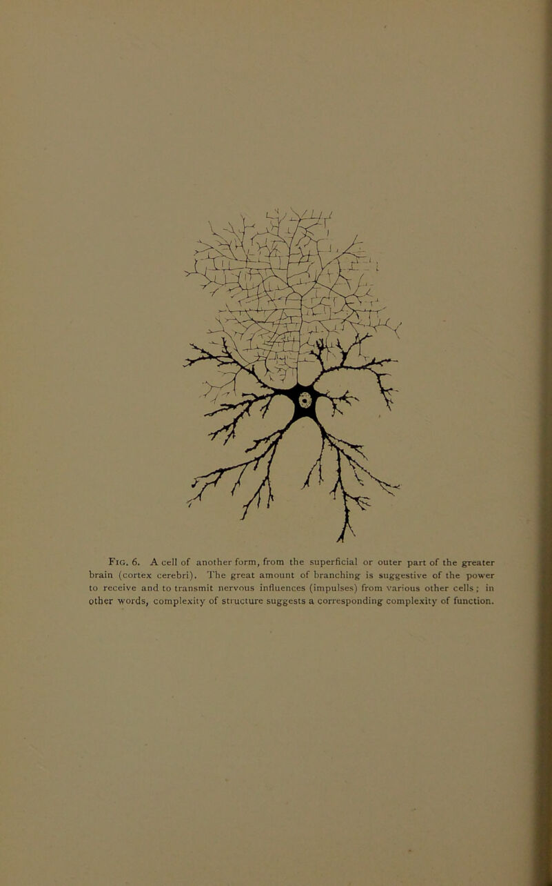 brain (cortex cerebri). The great amount of branching is suggestive of the power to receive and to transmit nervous influences (impulses) from various other cells ; in other words, complexity of structure suggests a corresponding complexity of function.