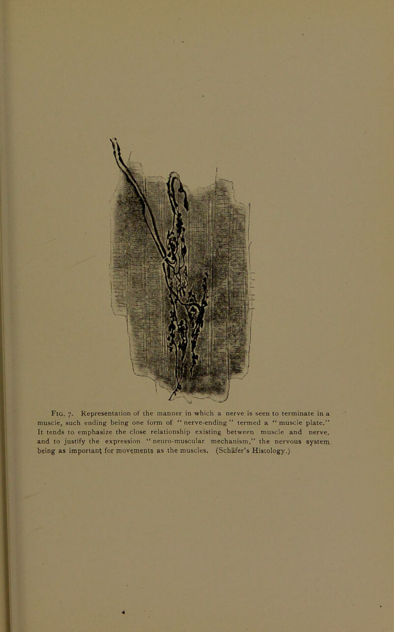 muscie, such ending being one form of “ nerve-ending ” termed a “ muscle plate. It tends to emphasize the close relationship existing between muscle and nerve, and to justify the expression “ neuro-muscular mechanism.” the nervous system being as important for movements as the muscles, (Schafer’s Histology.) 4