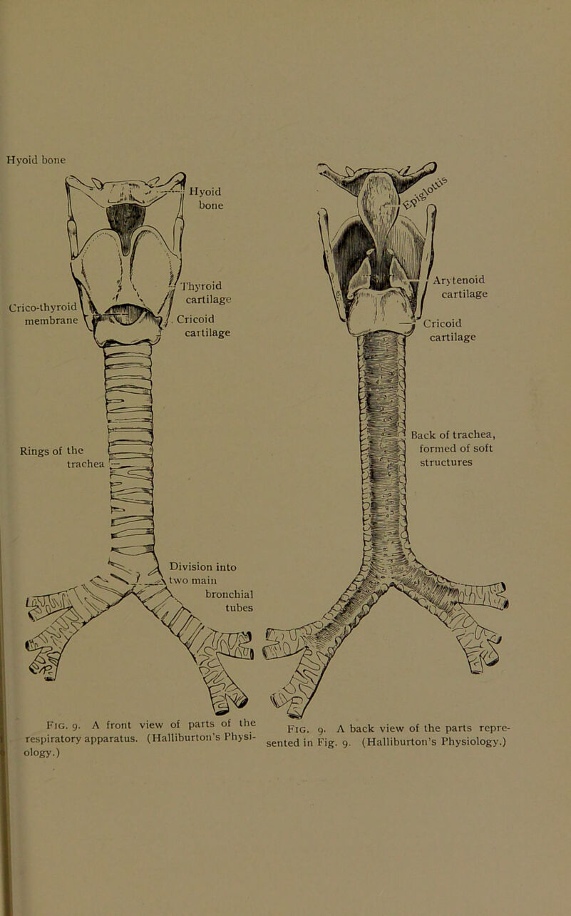 Hyoid bone Crico-thyroid membrane Hyoid / bone f 'D v. ^-Thyroid \ // cartilage /. Cricoid cartilage Rings of tbe trachea Division into two main bronchial tubes Fig. 9. A front view of parts of the respiratory apparatus. (Halliburton’s Physi- ology.) Fig. 9. A back view of the parts repre-