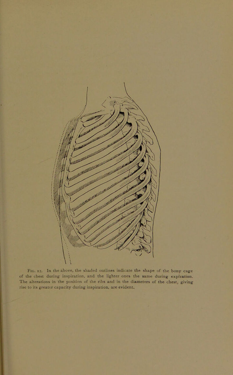 of the chest during inspiration, and the lighter ones the same during expiration. The alterations in the position of the ribs and in the diameters of the chest, giving rise to its greater capacity during inspiration, are evident.