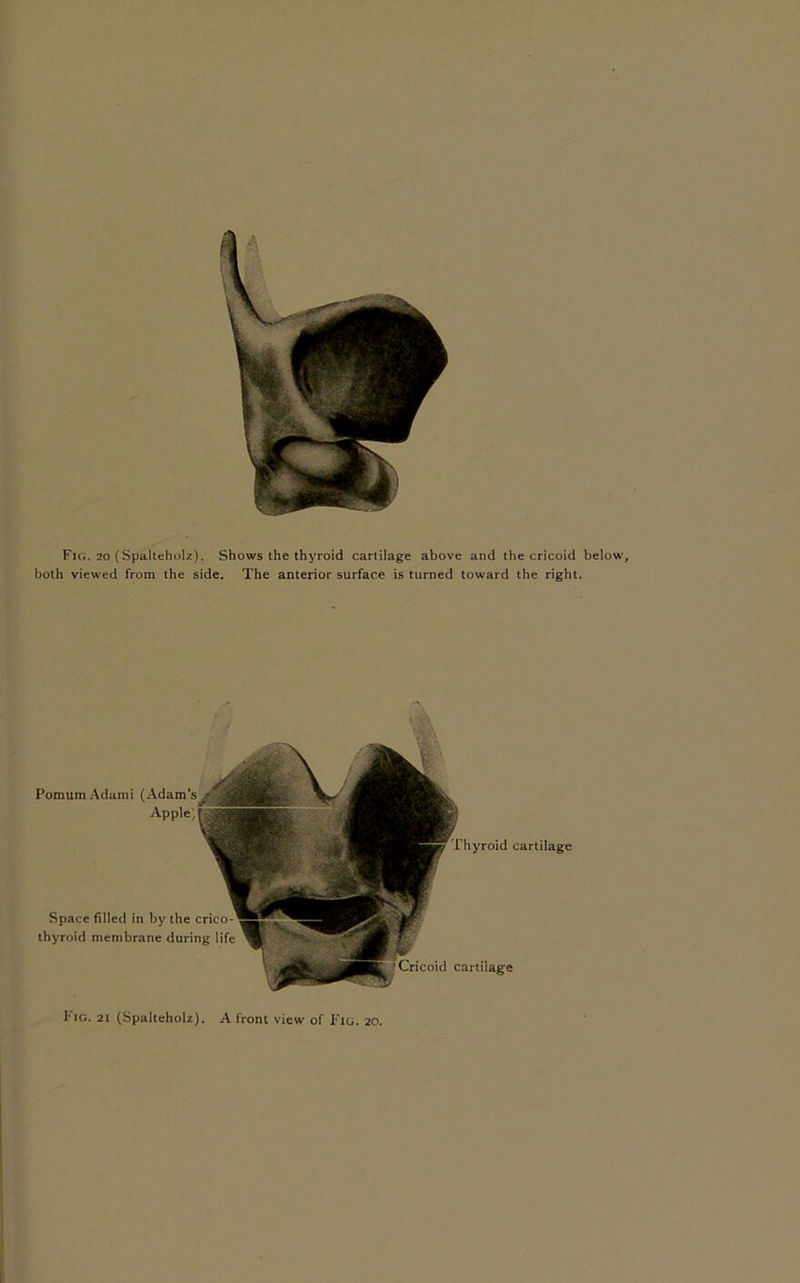 Fig. 20 (Spalteholz). Shows the thyroid cartilage above and the cricoid below, both viewed from the side. The anterior surface is turned toward the right. PomumAdami (Adam’s Apple) Space filled in by the crico- thyroid membrane during life Thyroid cartilage Cricoid cartilage