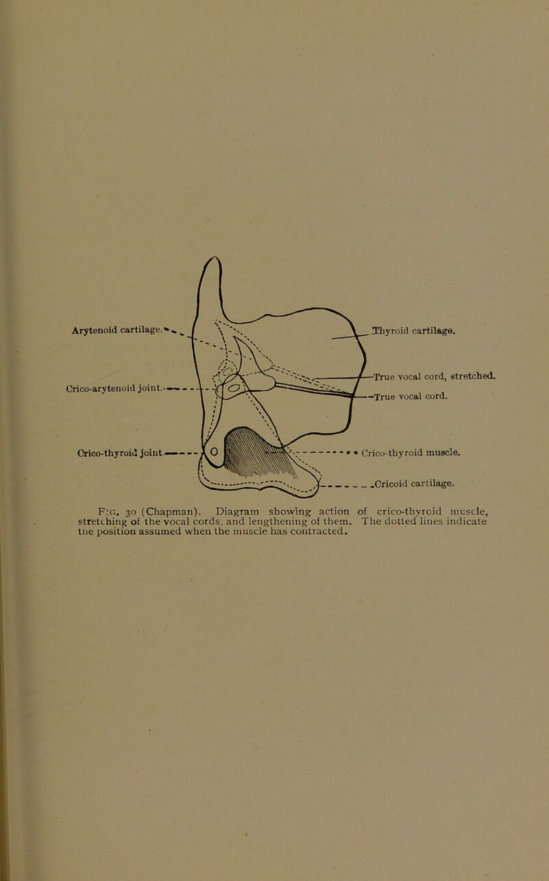 Crico-arytenoiu joint..— Crico-thyroid joint• Thyroid cartilage. vocal cord, Btretched. vocal cord. Crico thyroid muscle. .Cricoid cartilage. F:g. 30 (Chapman). Diagram showing action of crico-thyroid muscle, stretching of the vocal cords, and lengthening of them. The dotted lines indicate tne position assumed when the muscle has contracted.