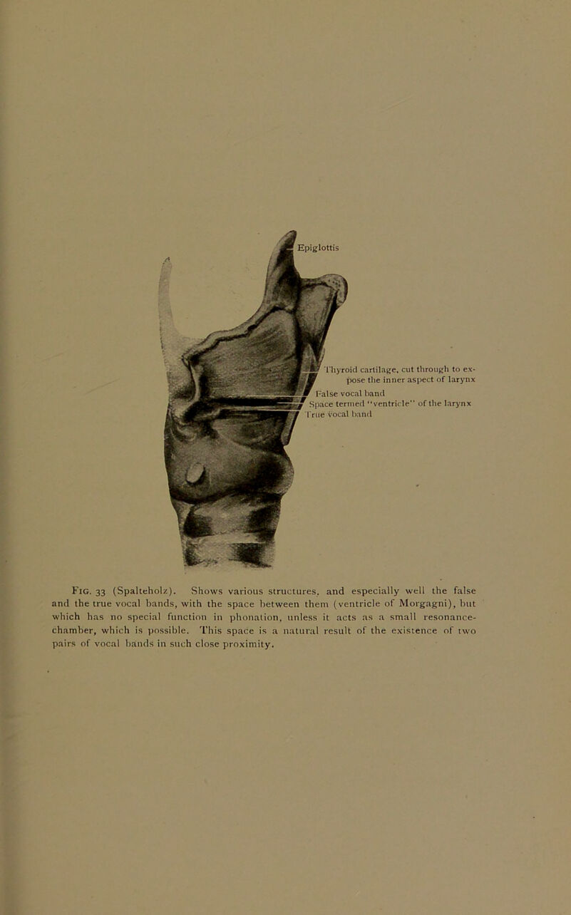 Fig. 33 (Spalteholz). Shows various structures, and especially well the false and the true vocal bands, with the space between them (ventricle of Morgagni), but which has no special function in phonation, unless it acts as a small resonance- chamber, which is possible. This space is a natural result of the existence of two pairs of vocal bands in such close proximity.