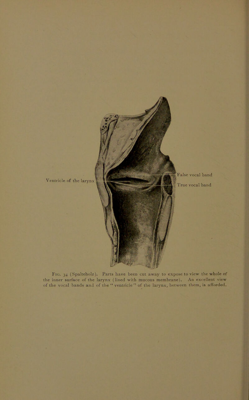 Ventricle of the larynx True vocal band Fig. 34 (Spalteholz). Parts have been cut away to expose to view the whole of the inner surface of the larynx (lined with mucous membrane). An excellent view of the vocal bands ami of the “ ventricle'* of the larynx, between them, is afforded.